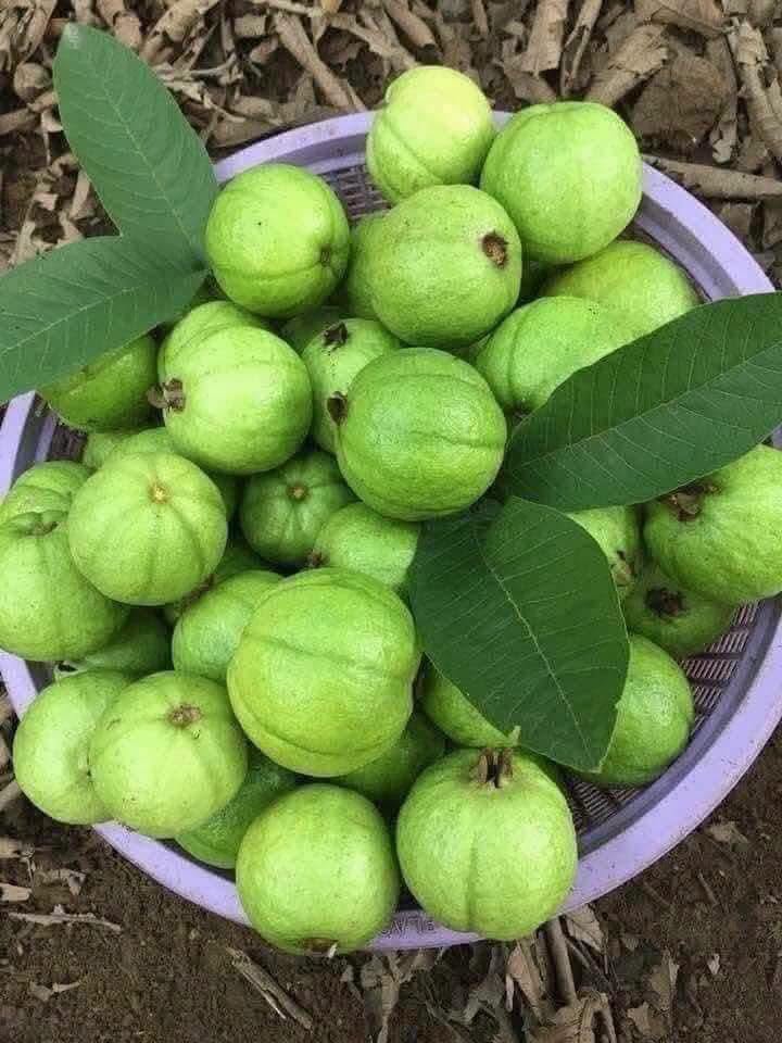 giá ổi hôm nay
