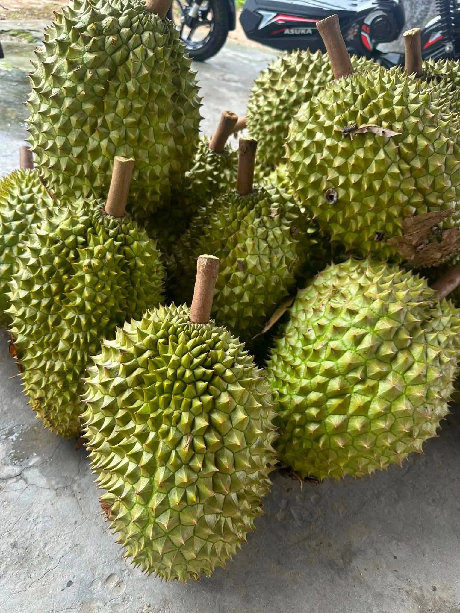 gia sầu riêng