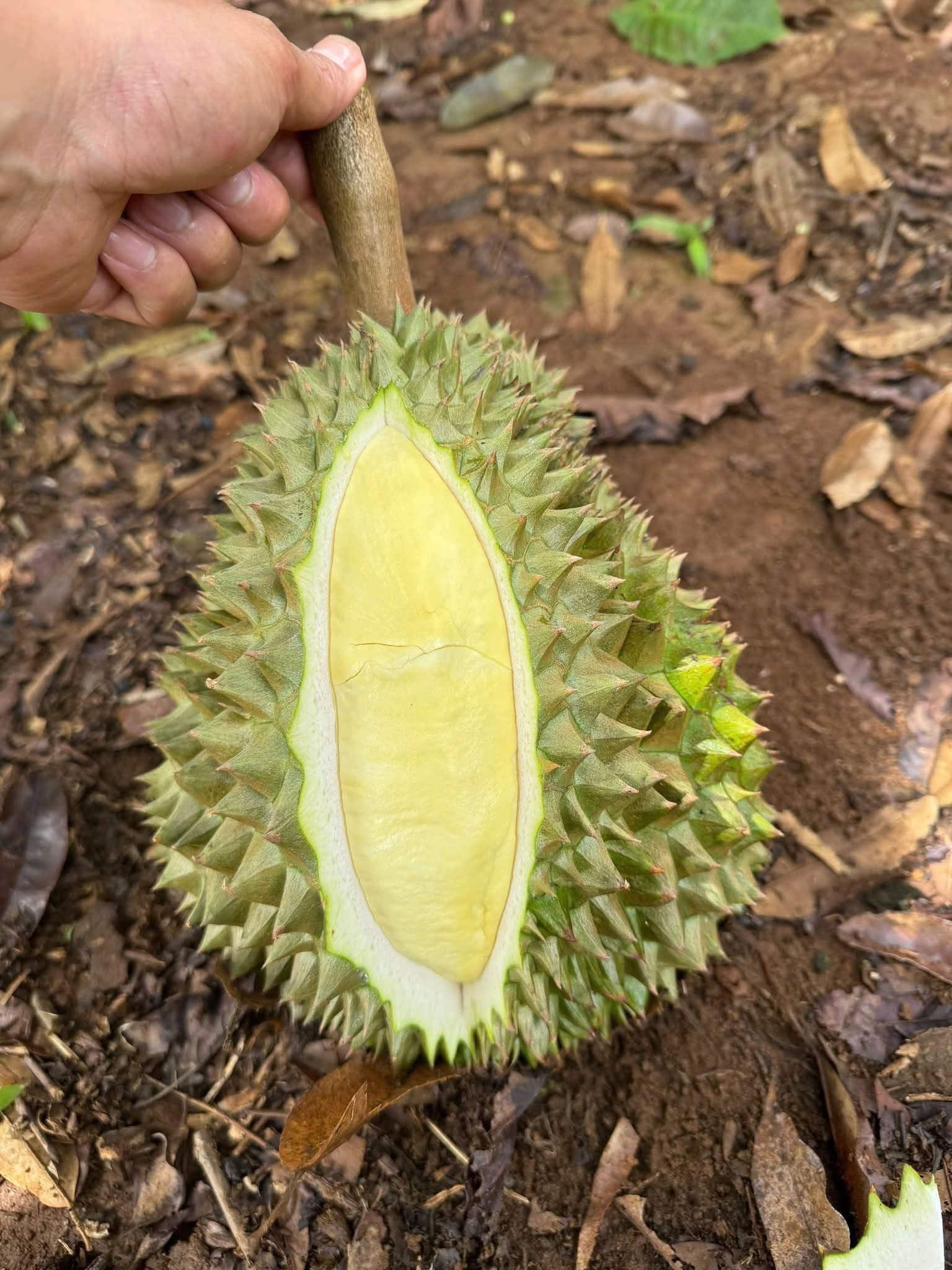 trồng sầu riêng