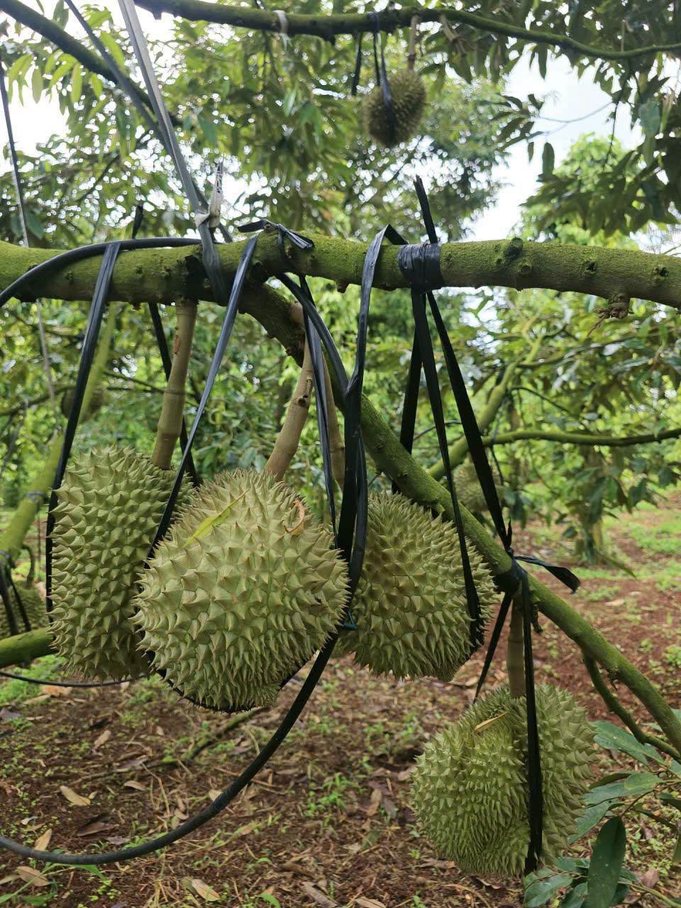 sầu riêng
