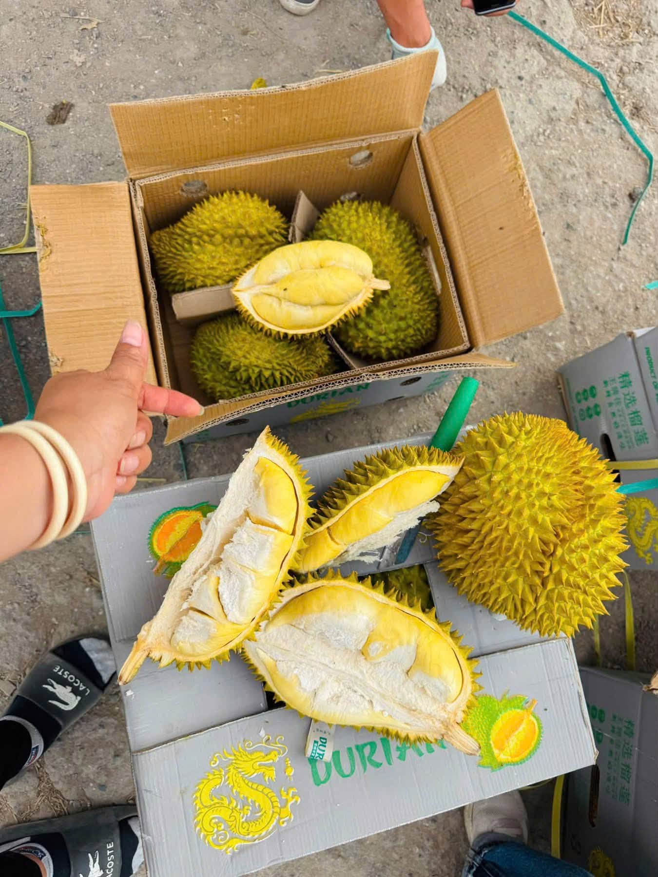 trồng sầu riêng