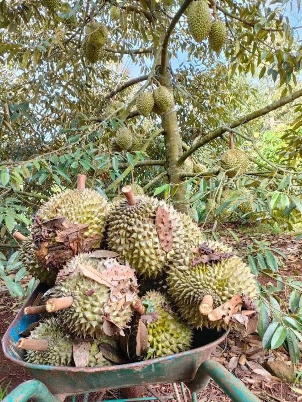 sau rieng