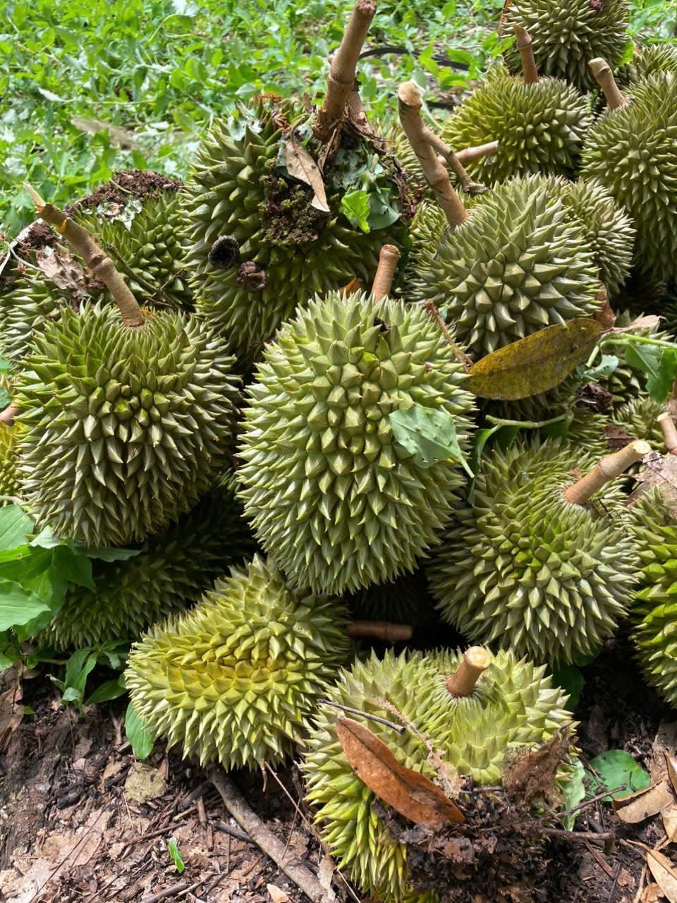 sầu riêng