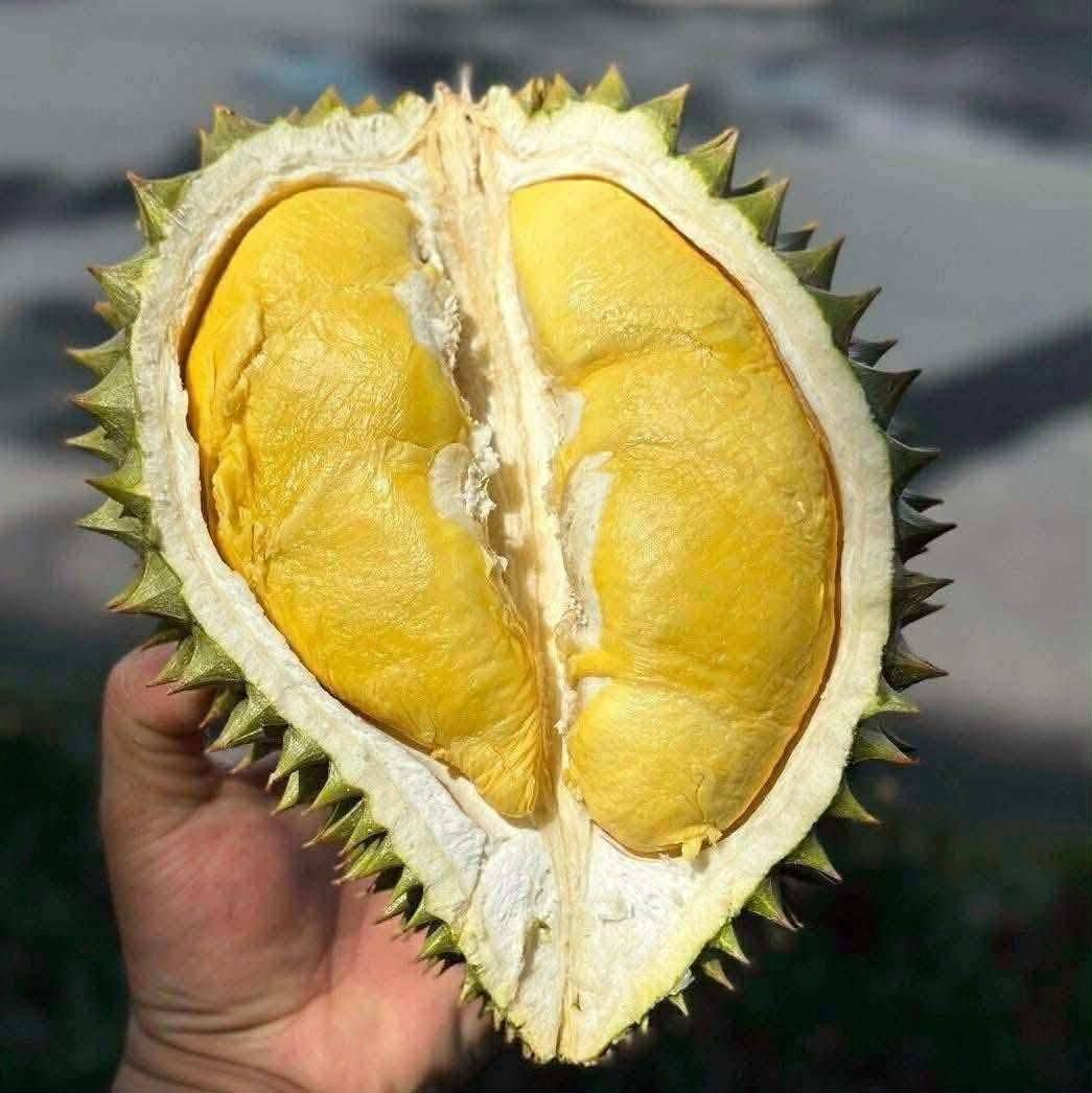 gia sầu riêng