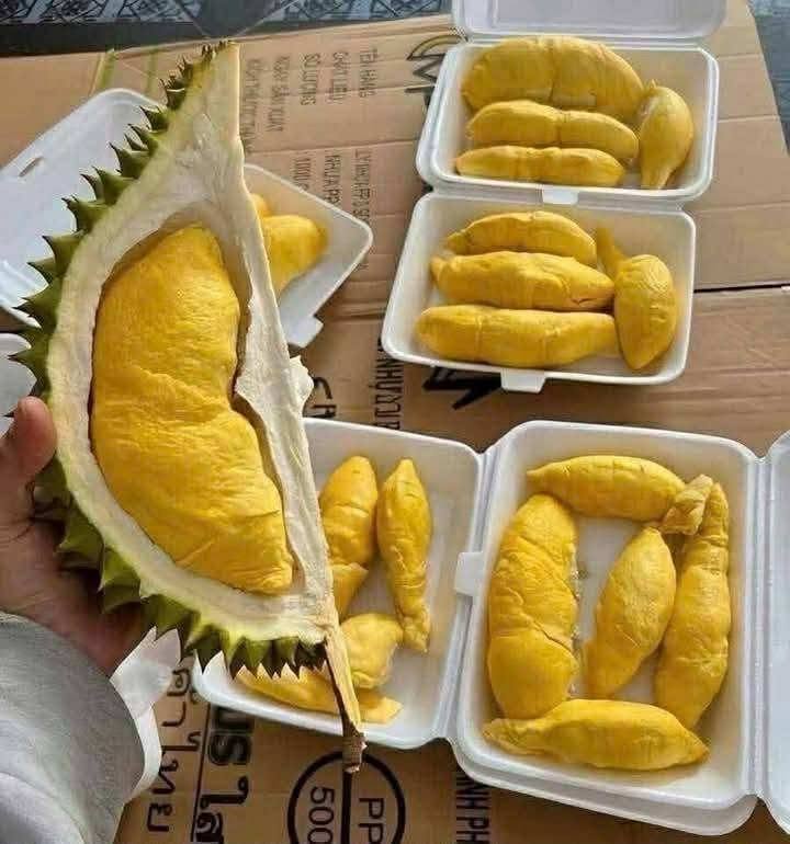 sau rieng