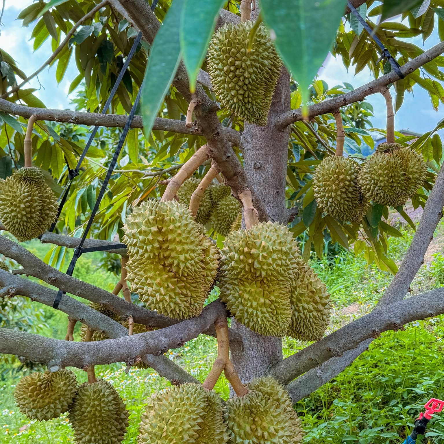 sau rieng