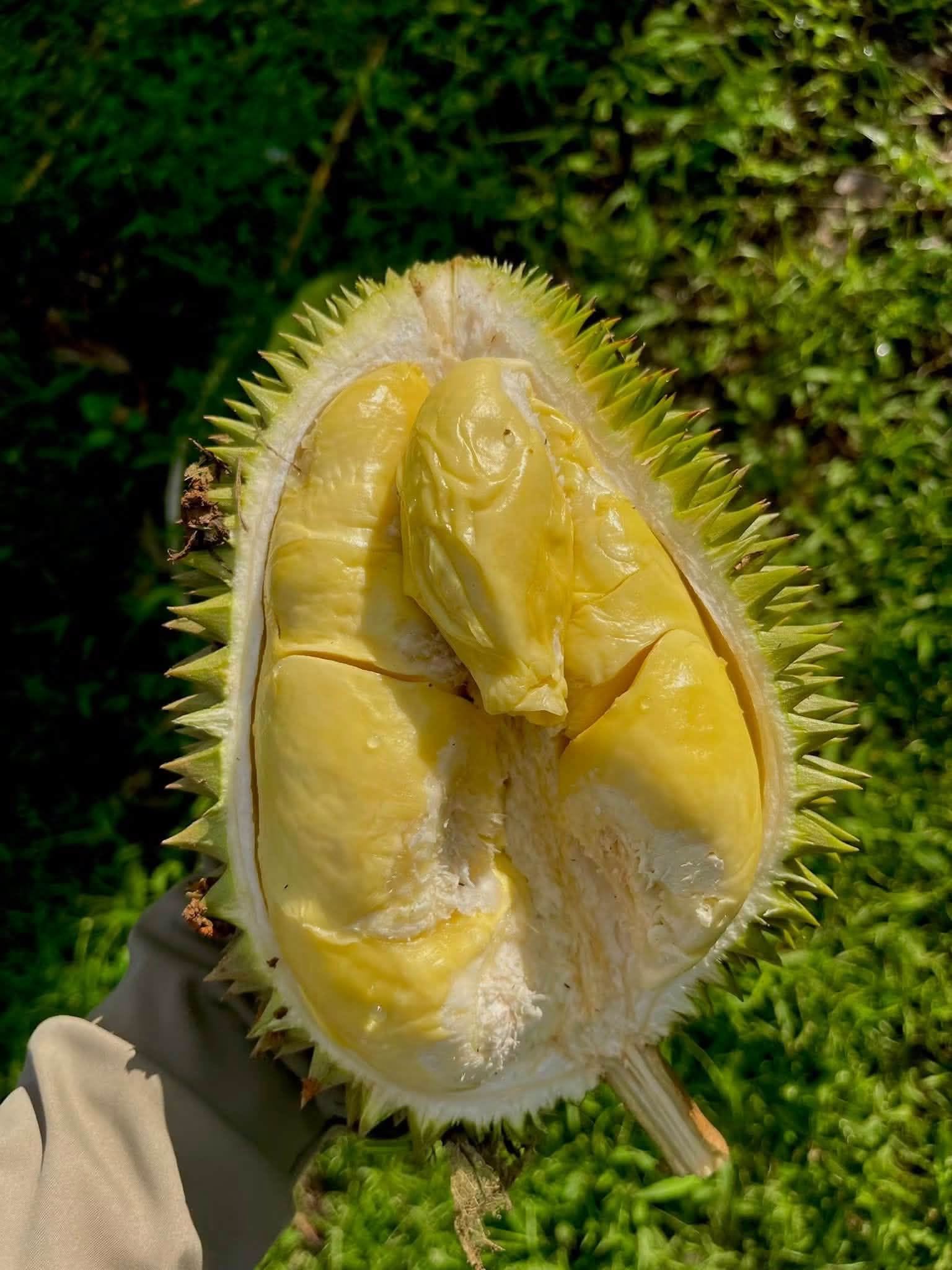 trồng sầu riêng