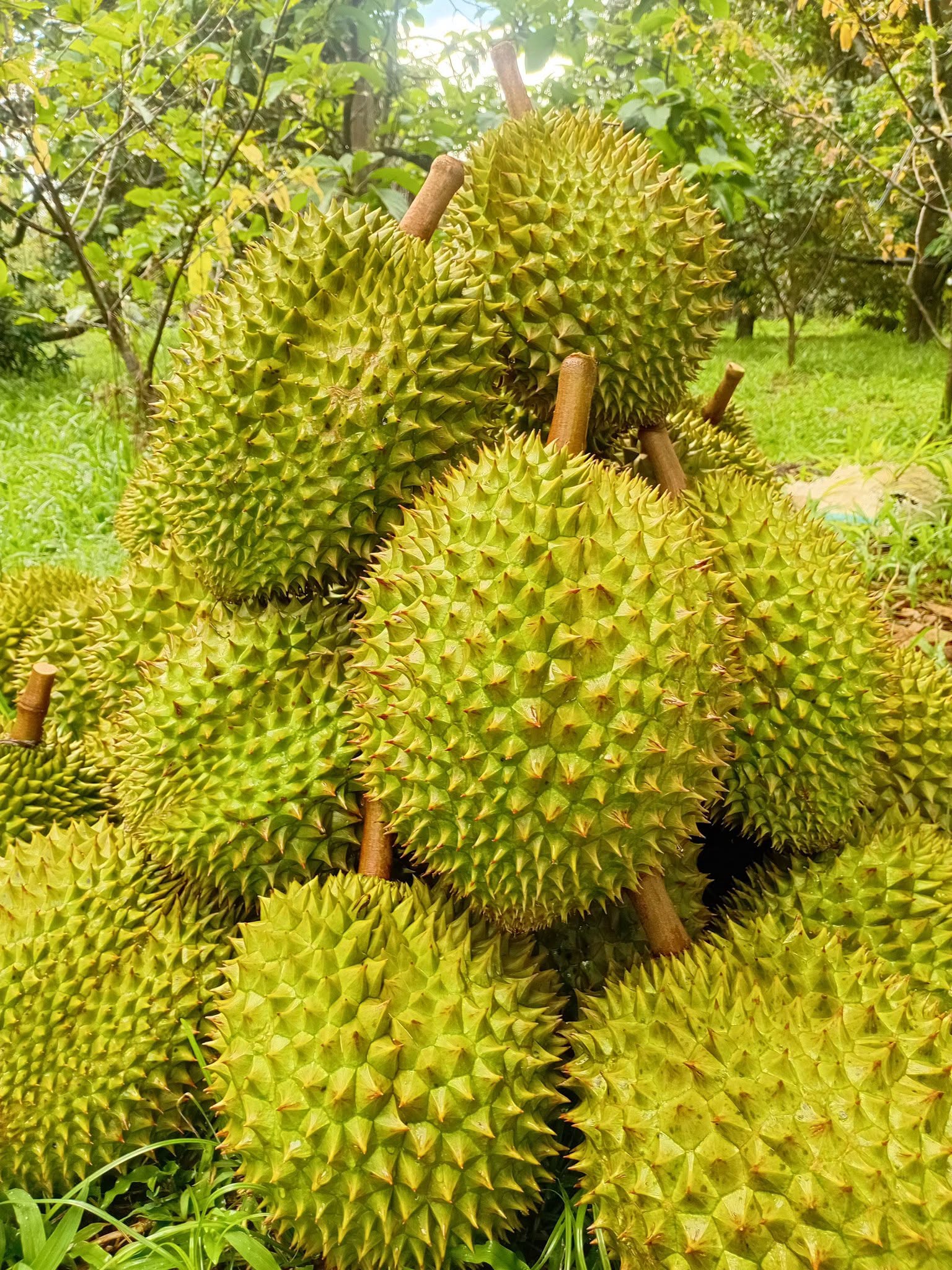 sầu riêng