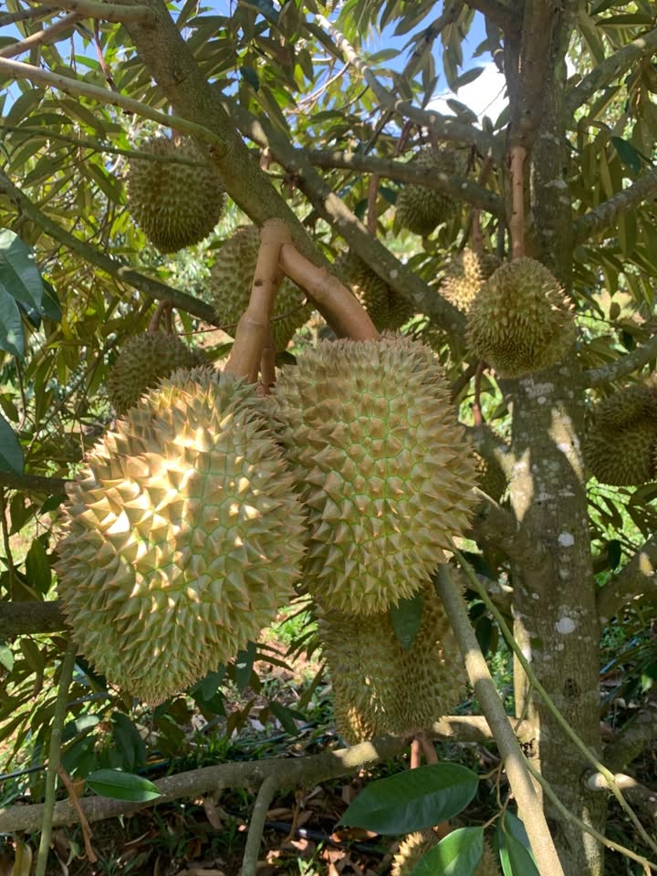 sau tieng