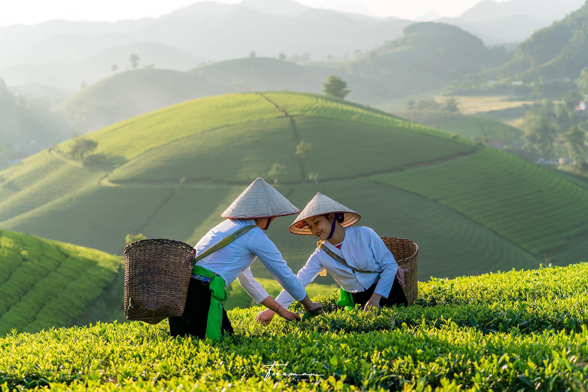 trà xanh tân cương