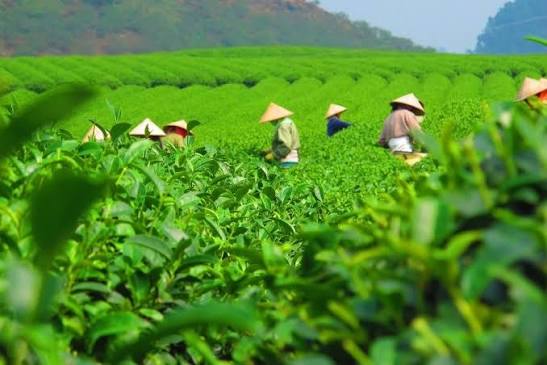 trà xanh thái nguyên