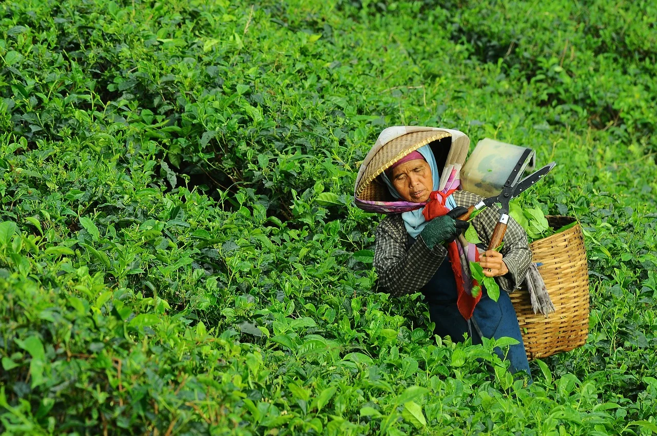 trà tân cương