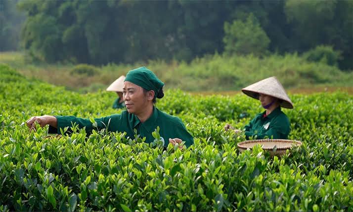 trà thái nguyên ngon