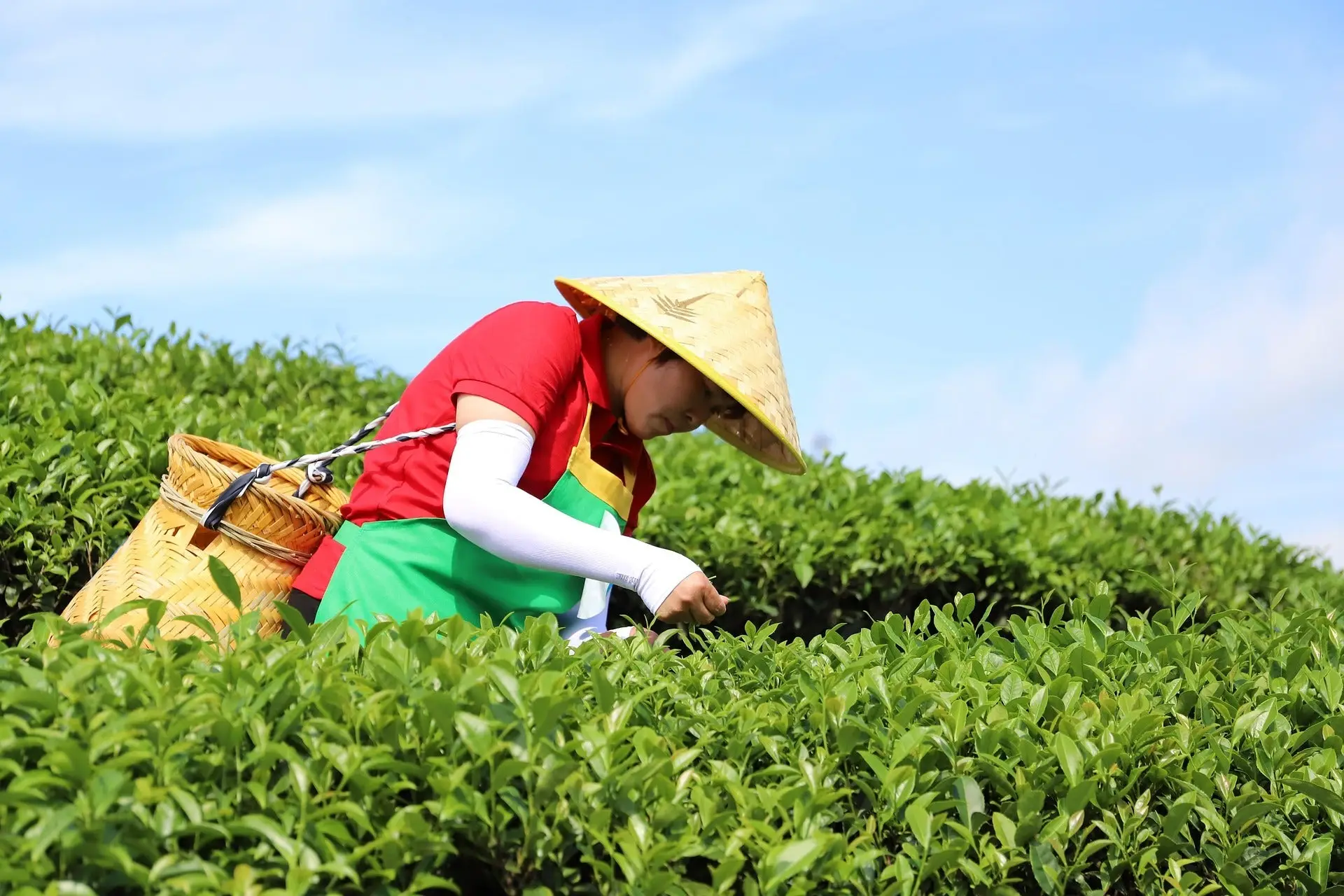 sỉ trà xanh thái nguyên