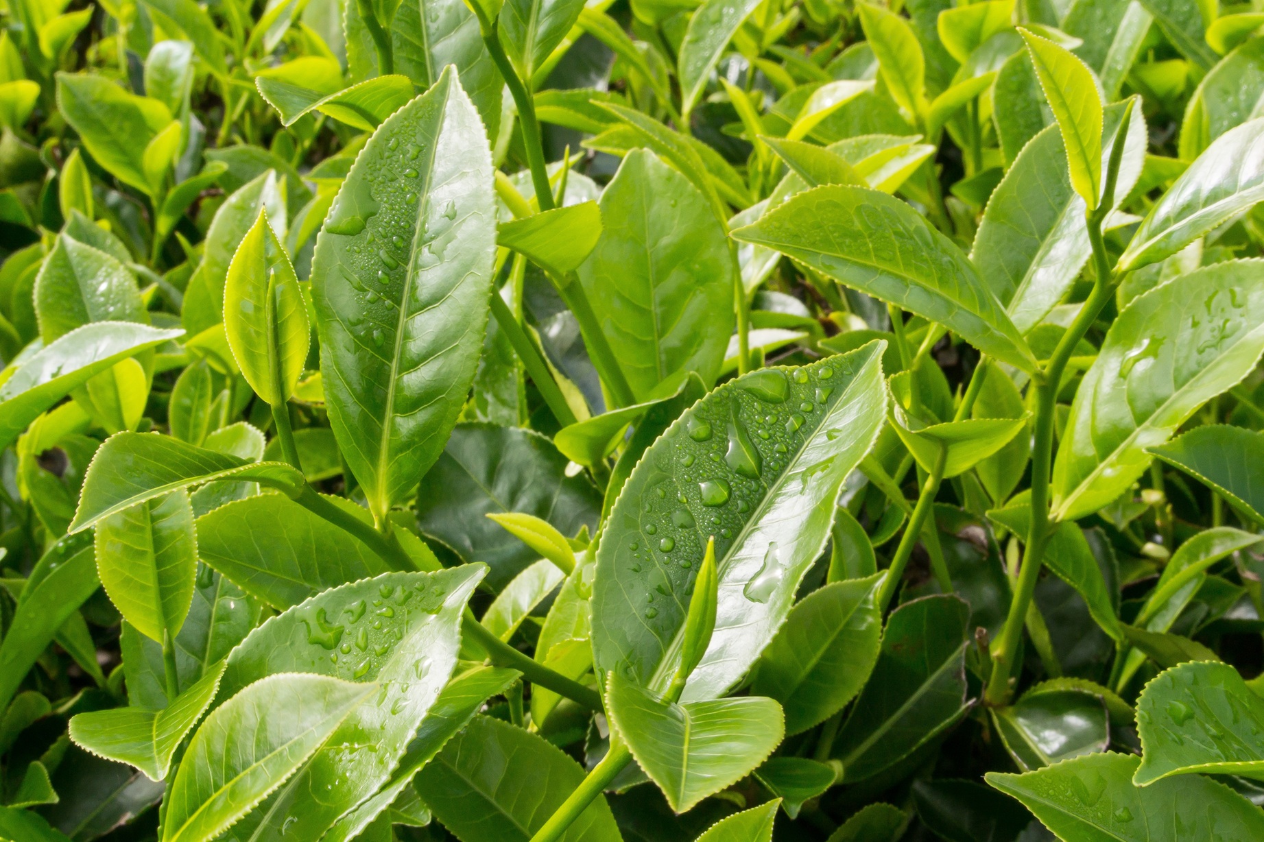 sỉ trà xanh thái nguyên