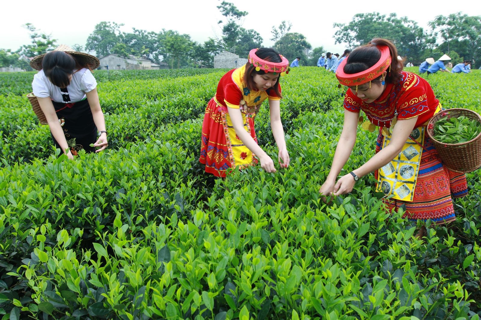 Chè thái nguyên