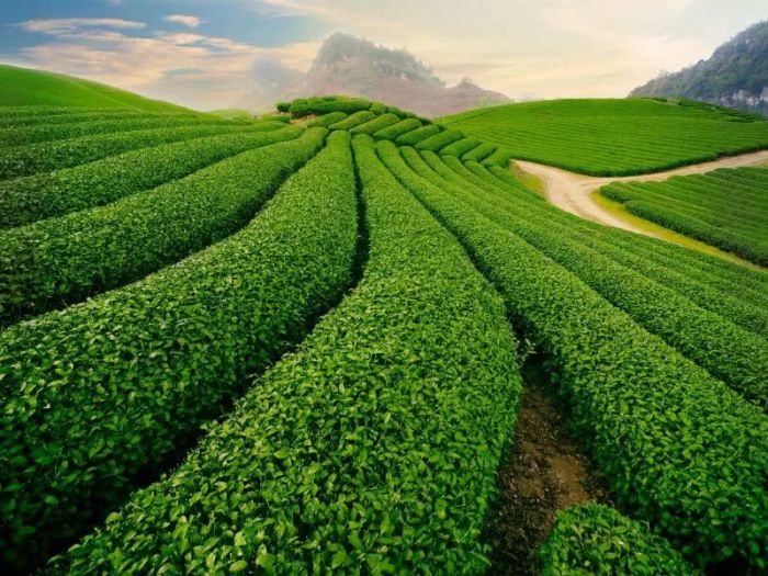 trà thái nguyên thượng hạng