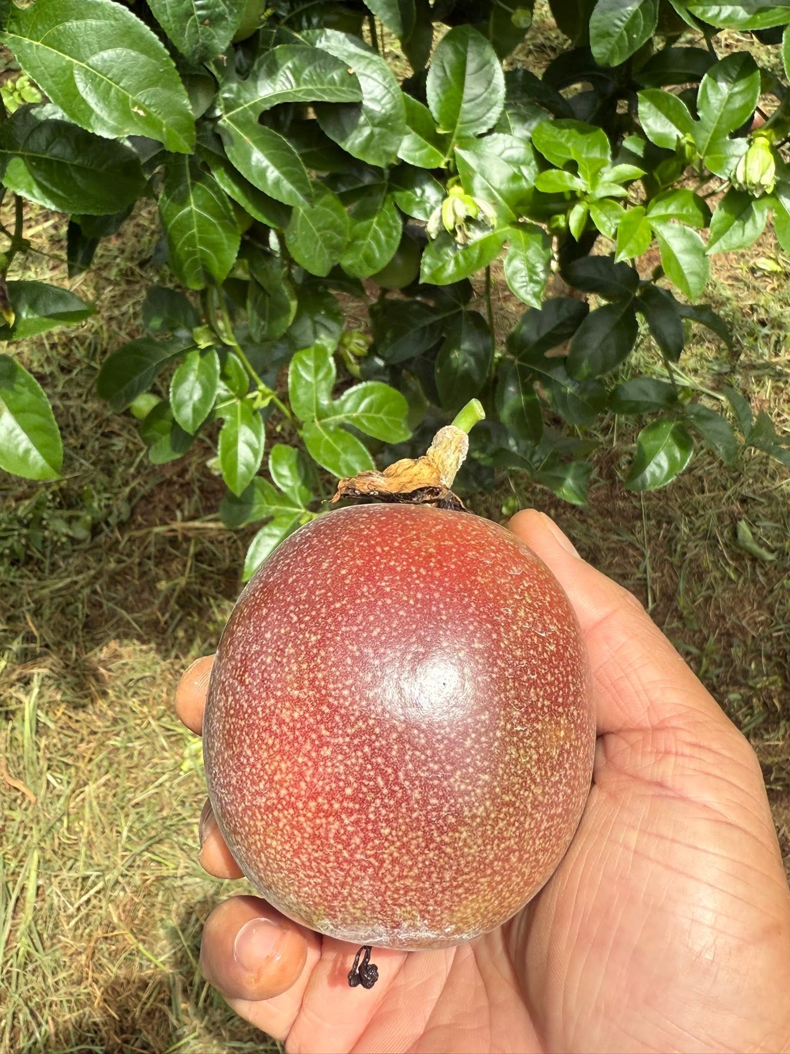 Giá chanh dây hôm nay