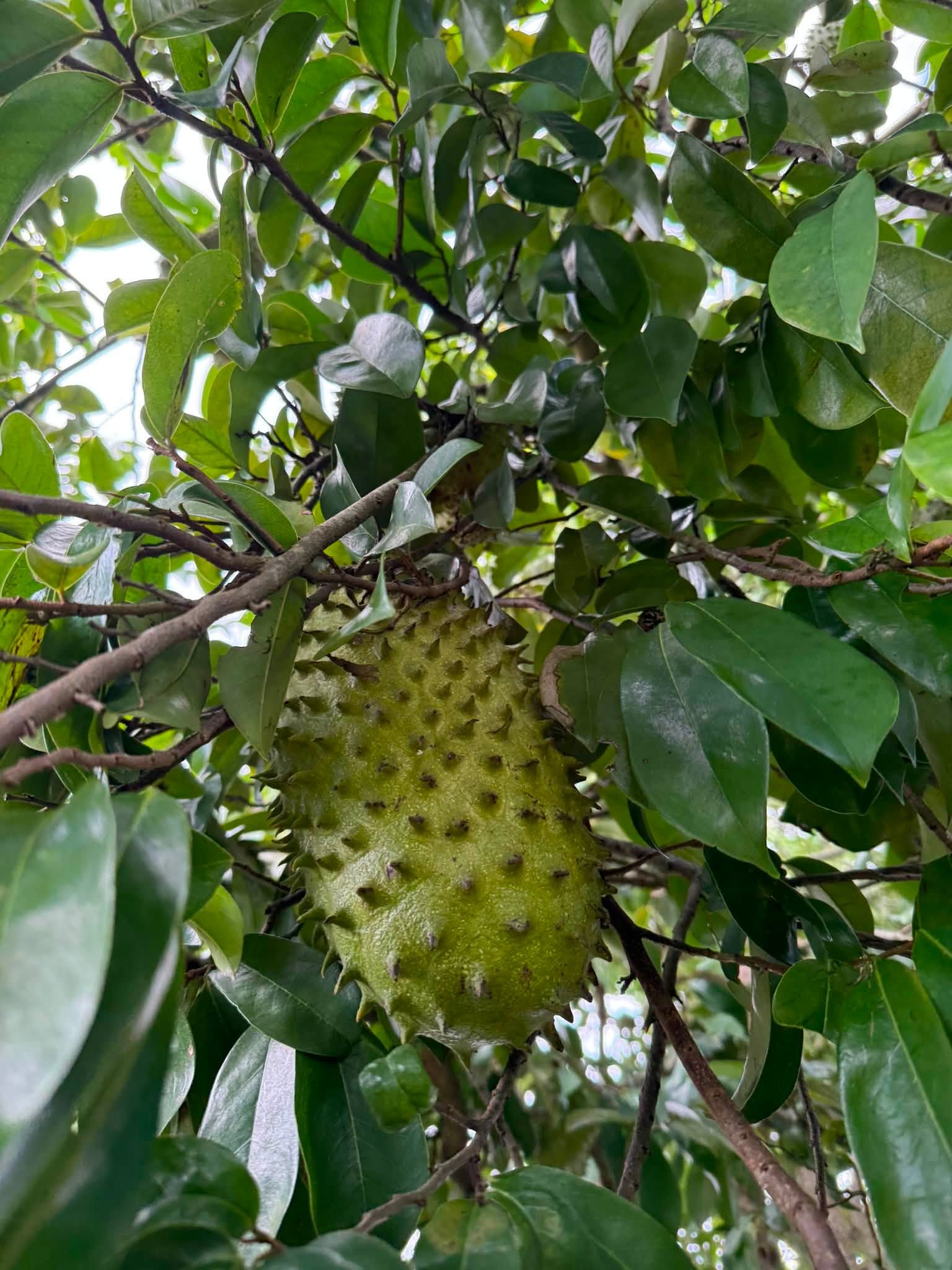 giá mãng cầu xiêm