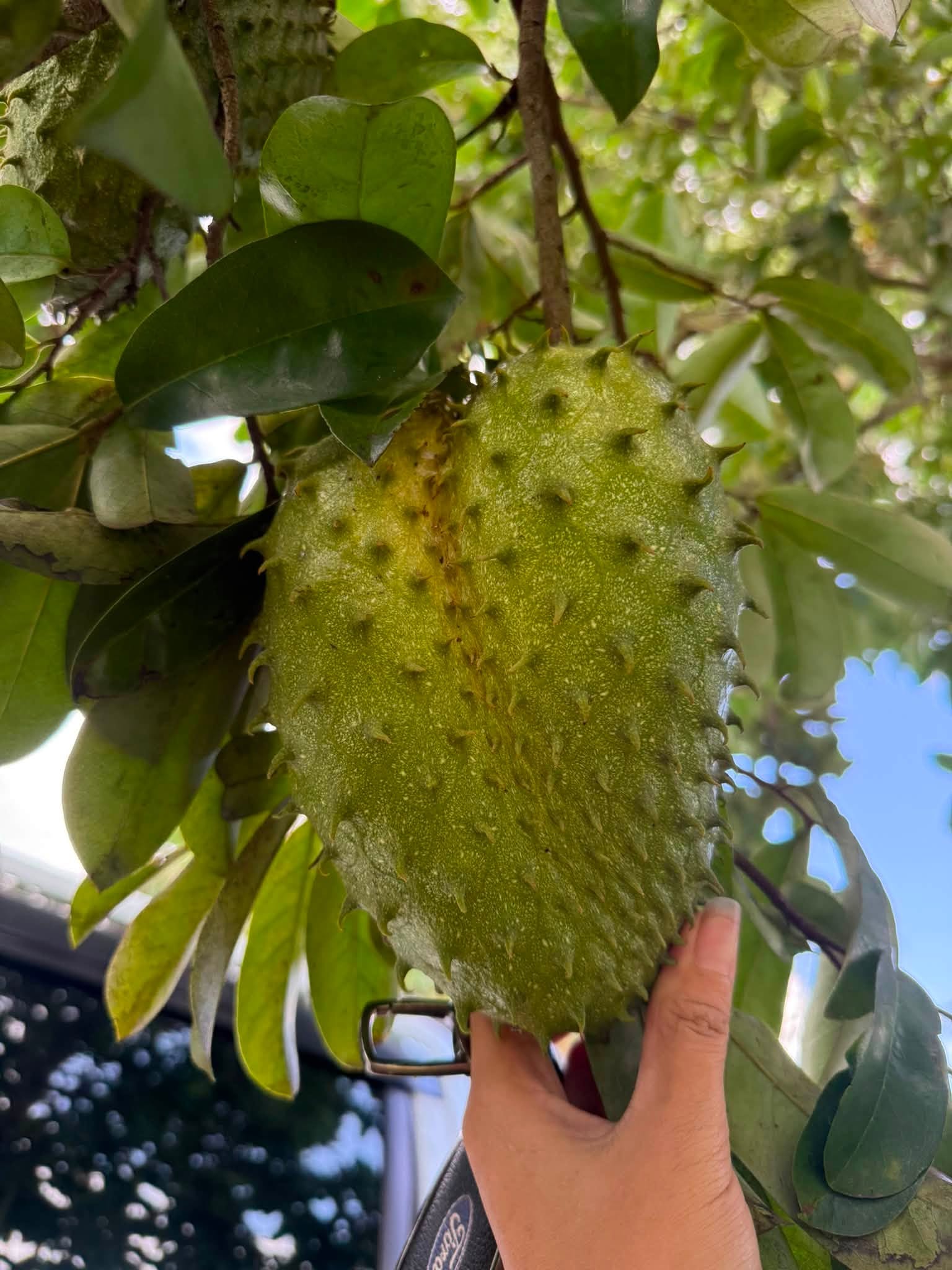 giá mãng cầu xiêm