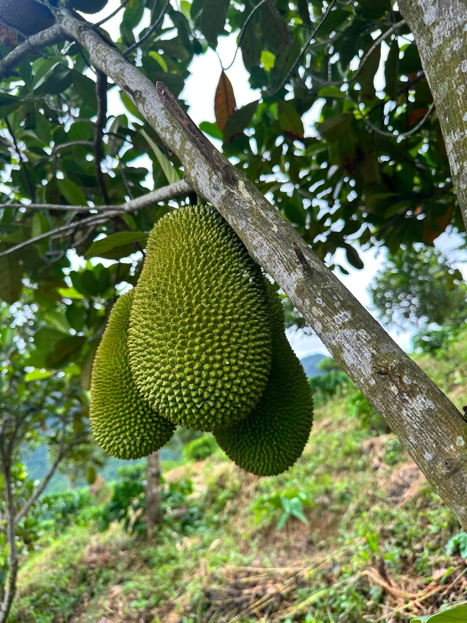 bảo quản mít
