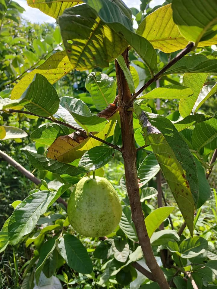 giá ổi hôm nay