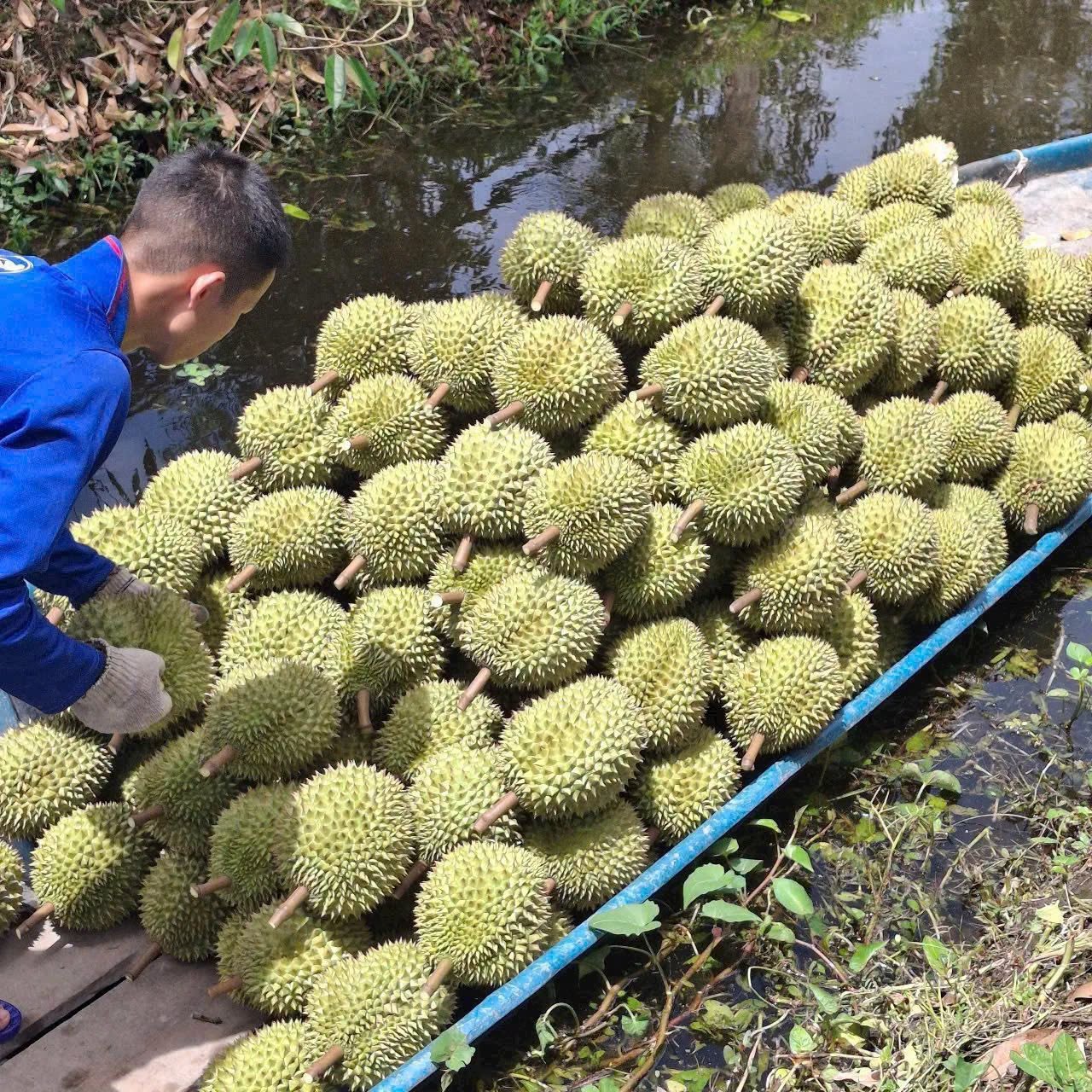 Giá sầu riêng