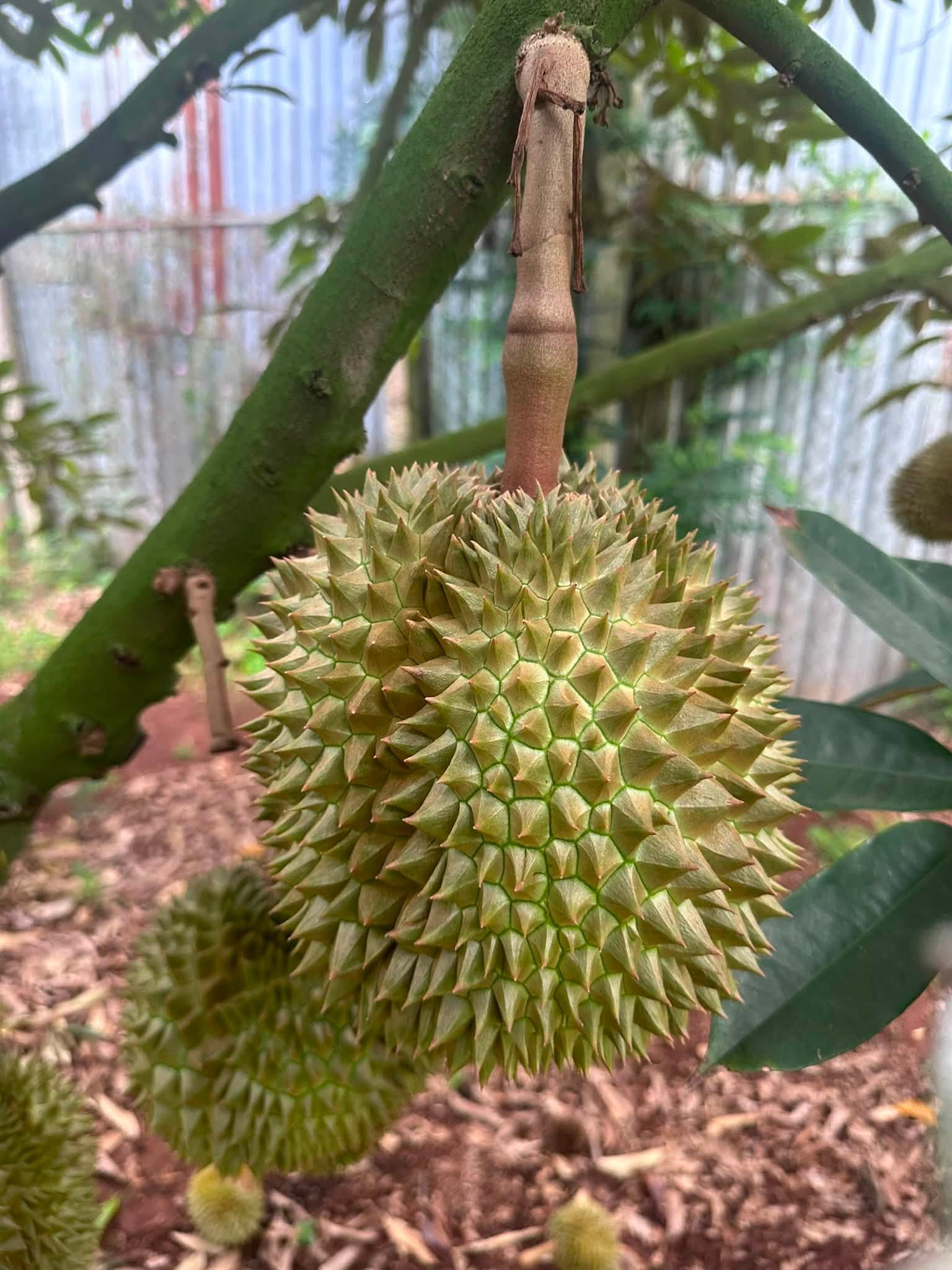 sau rieng
