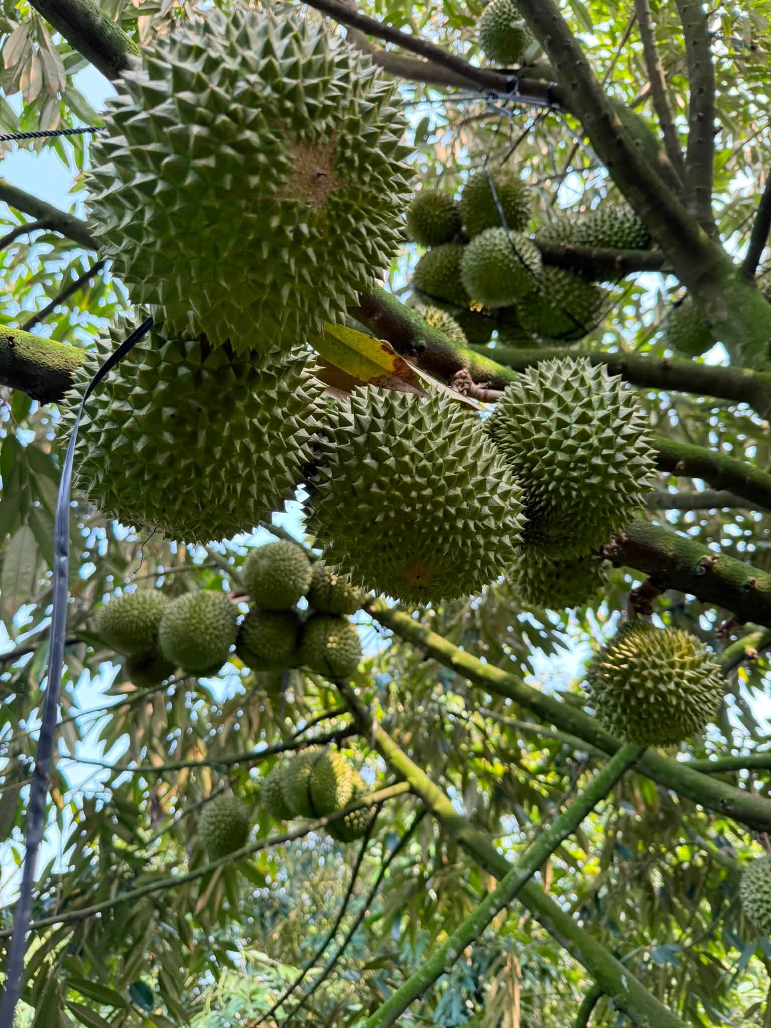 trồng sầu riêng