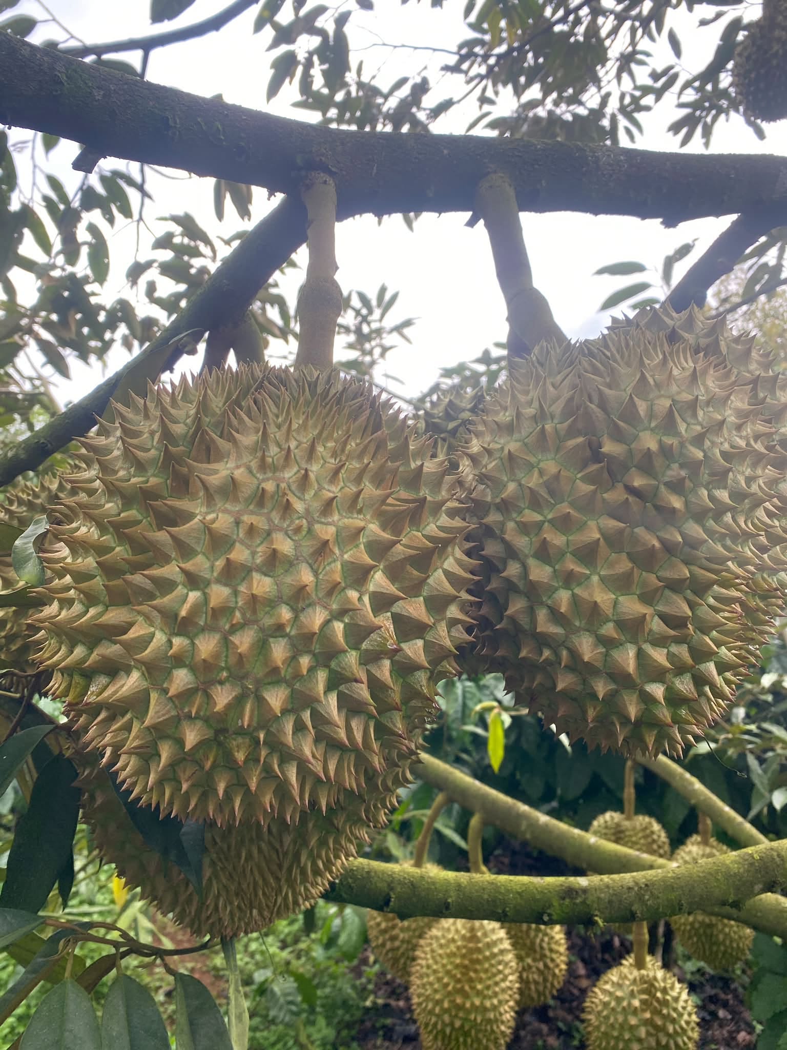sau rieng