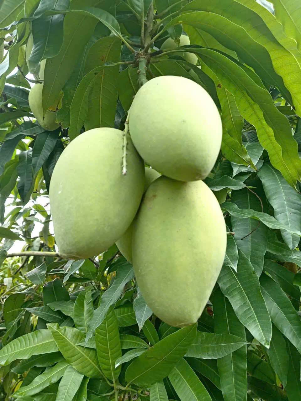 xoài cát hòa lộc