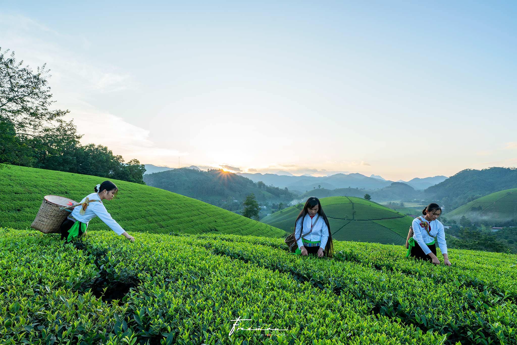 trà xanh thái nguyên