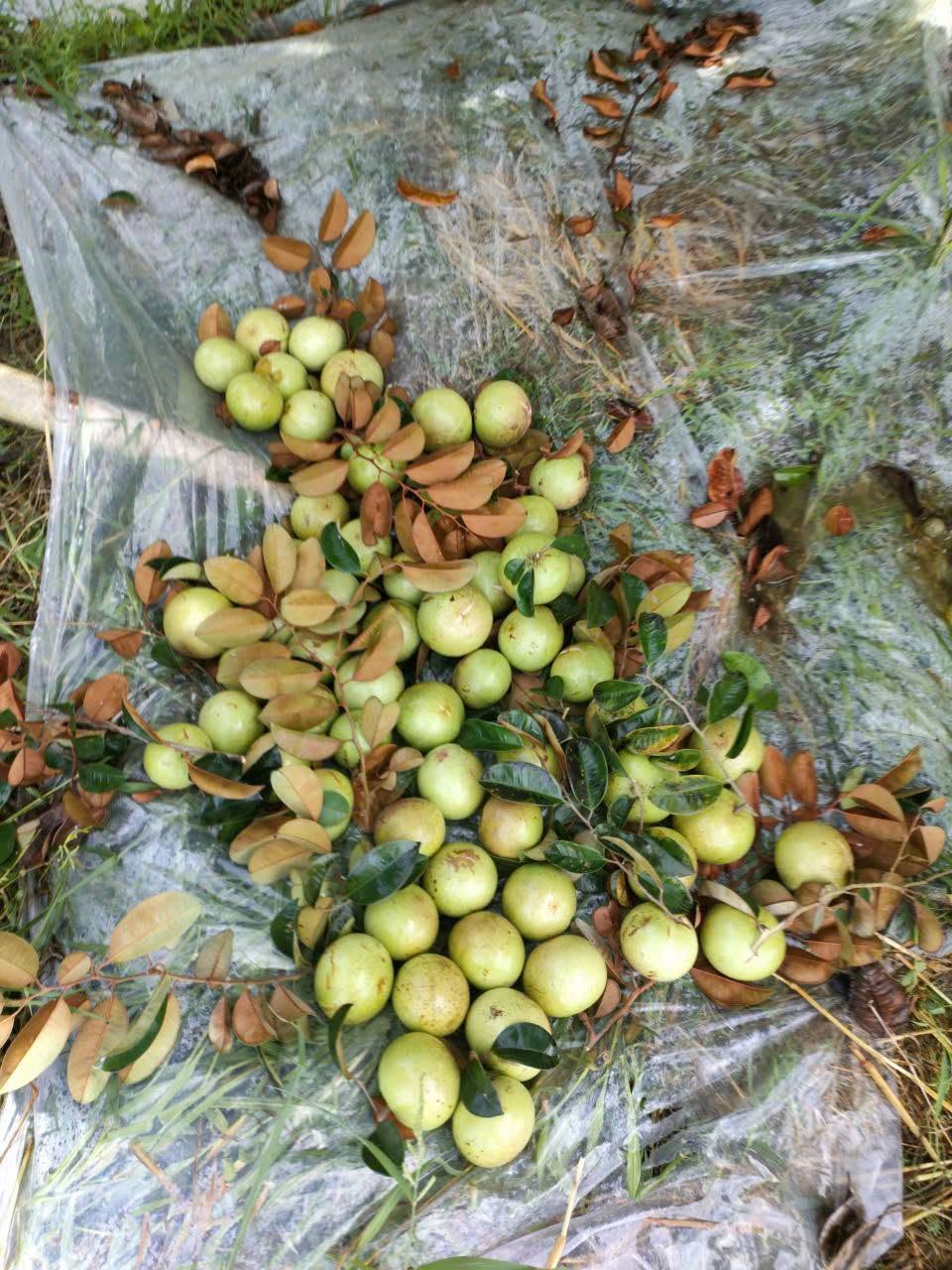 vú sữa lò rèn