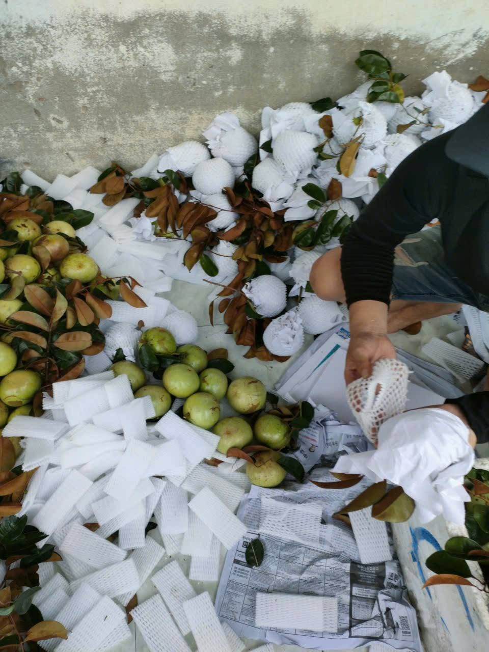 vú sữa lò rèn