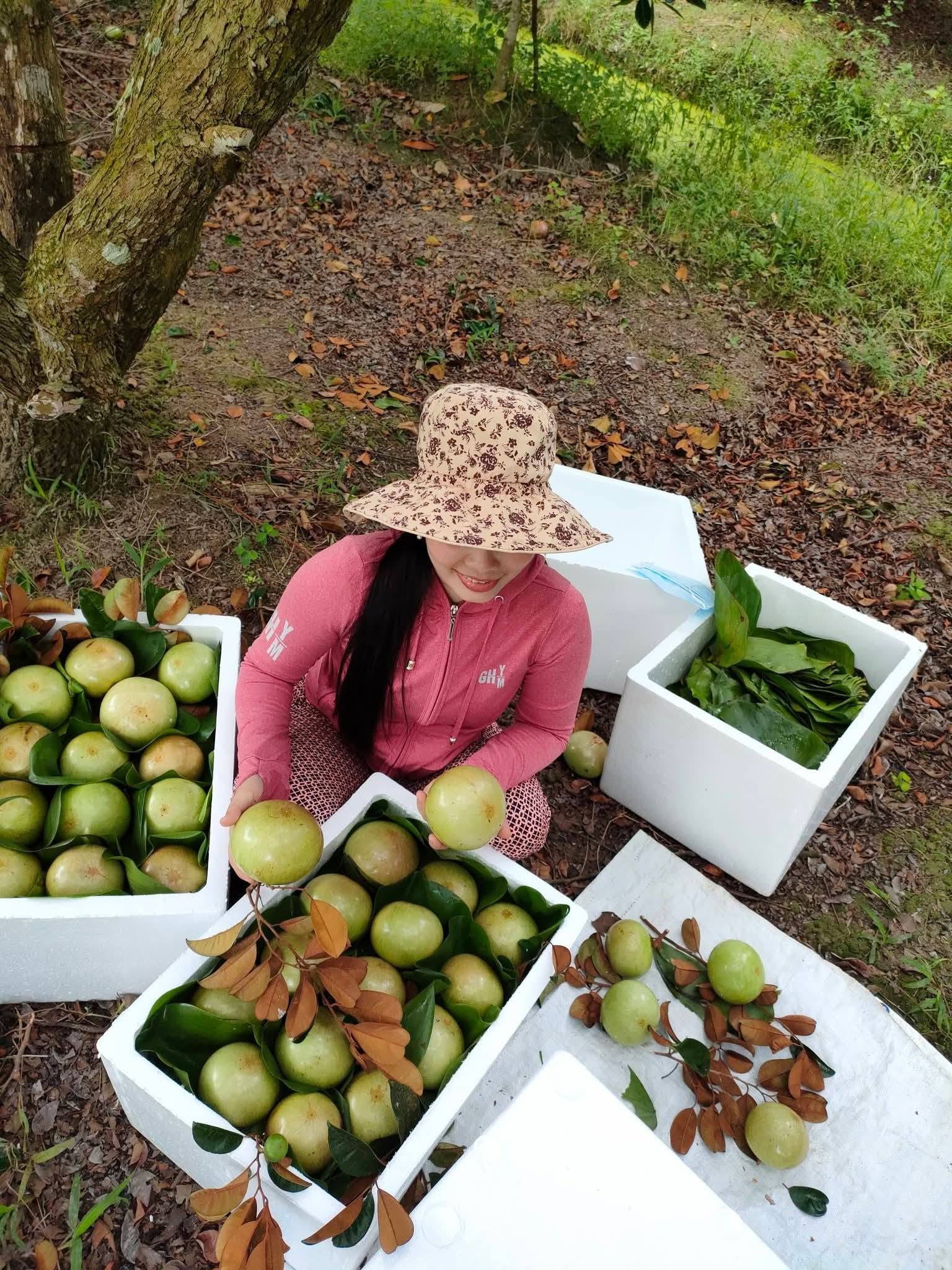 vú sữa lò rèn