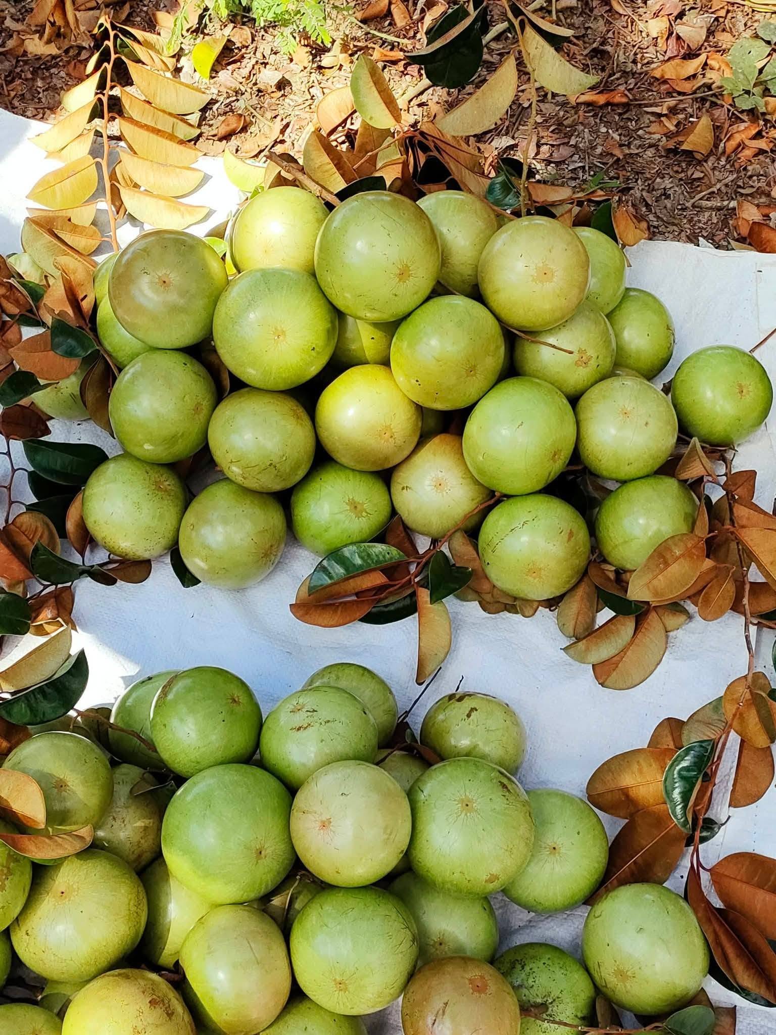 vú sữa lò rèn