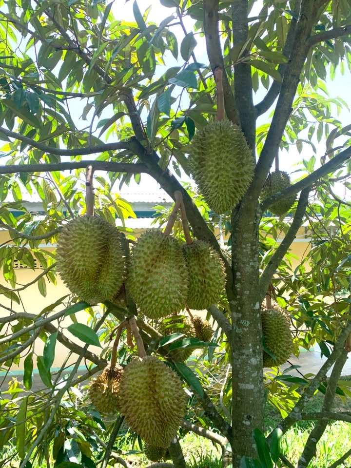 sau rieng