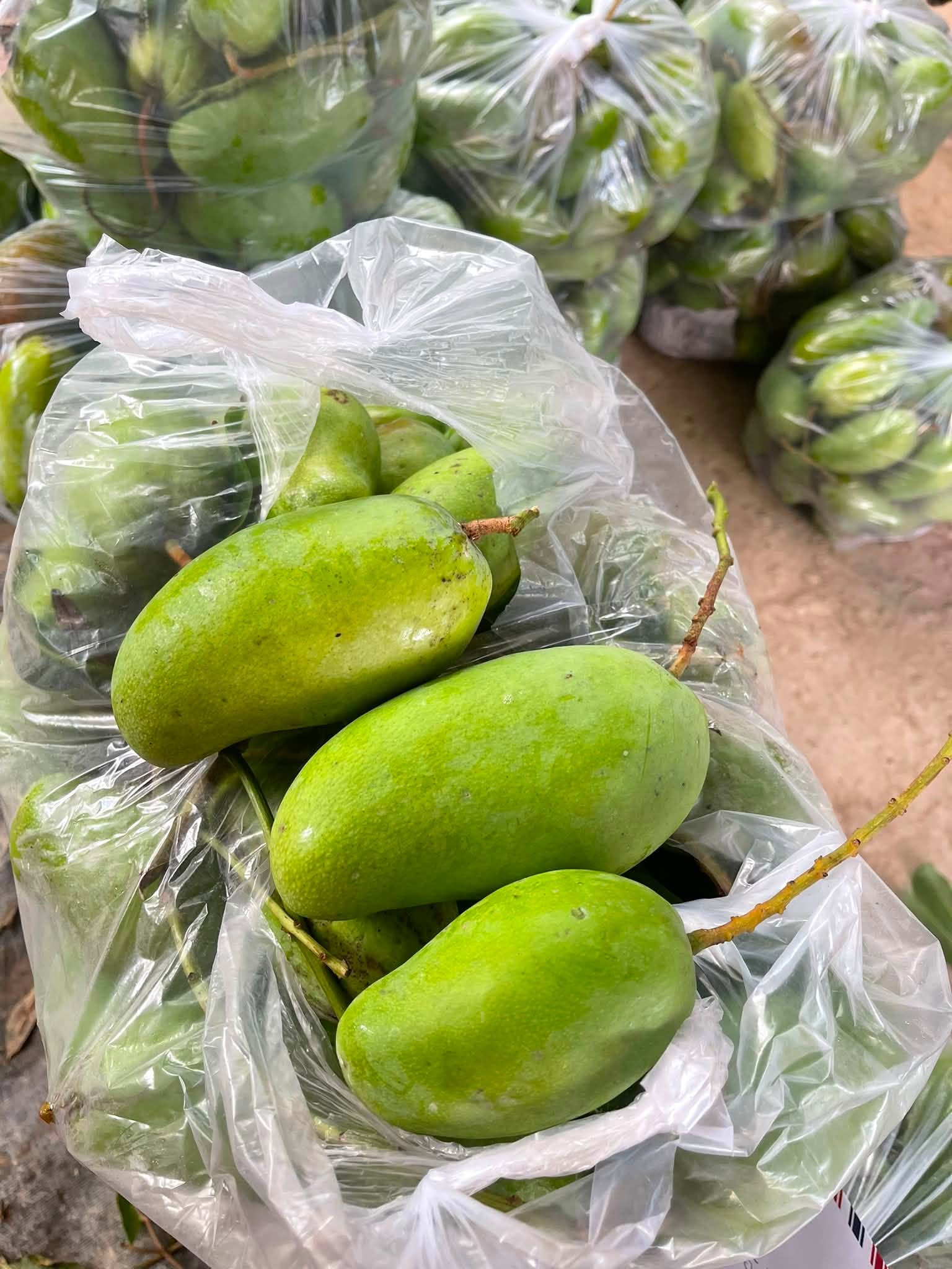 xoài cát hòa lộc