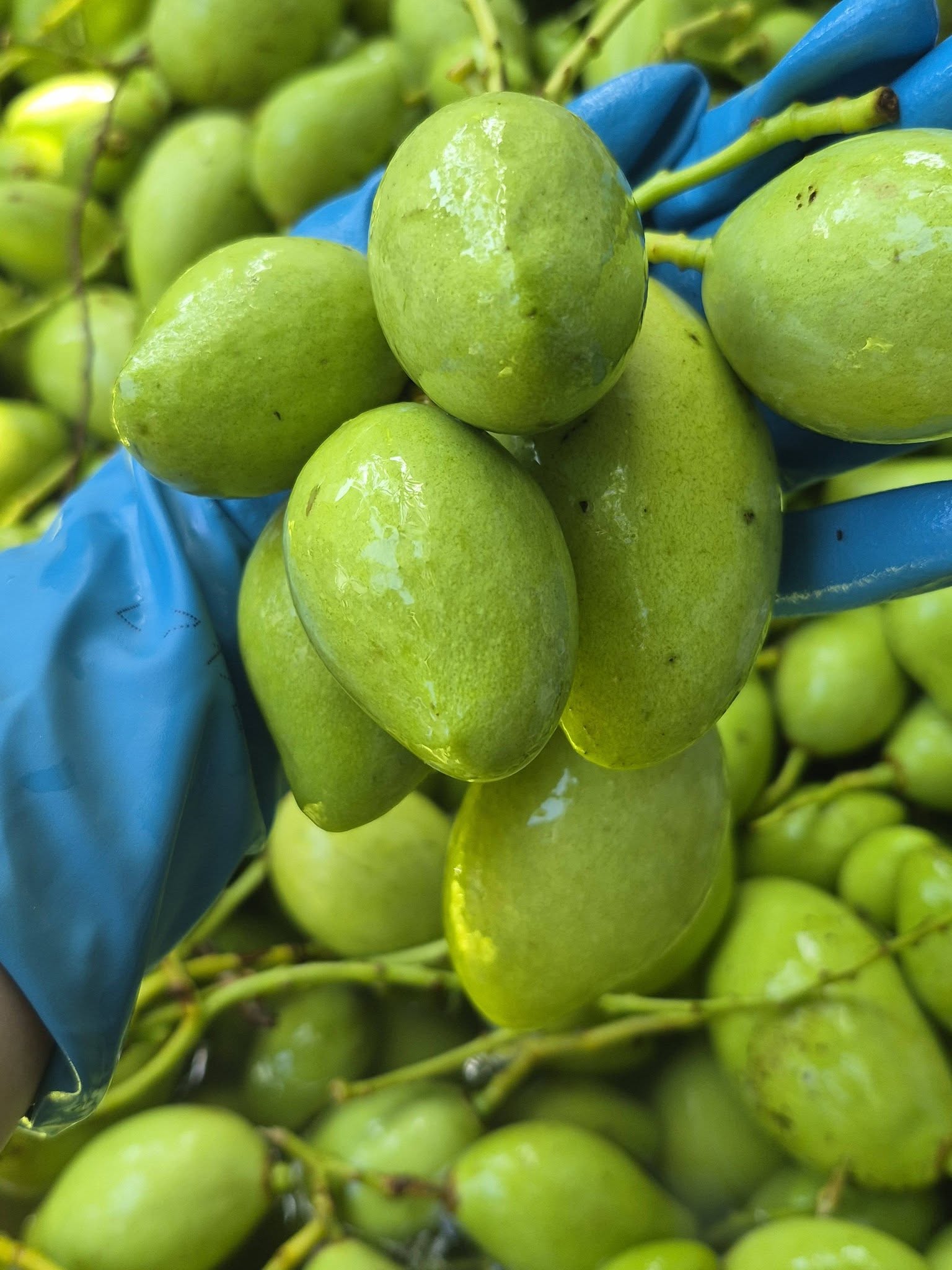 xoài cát hòa lộc