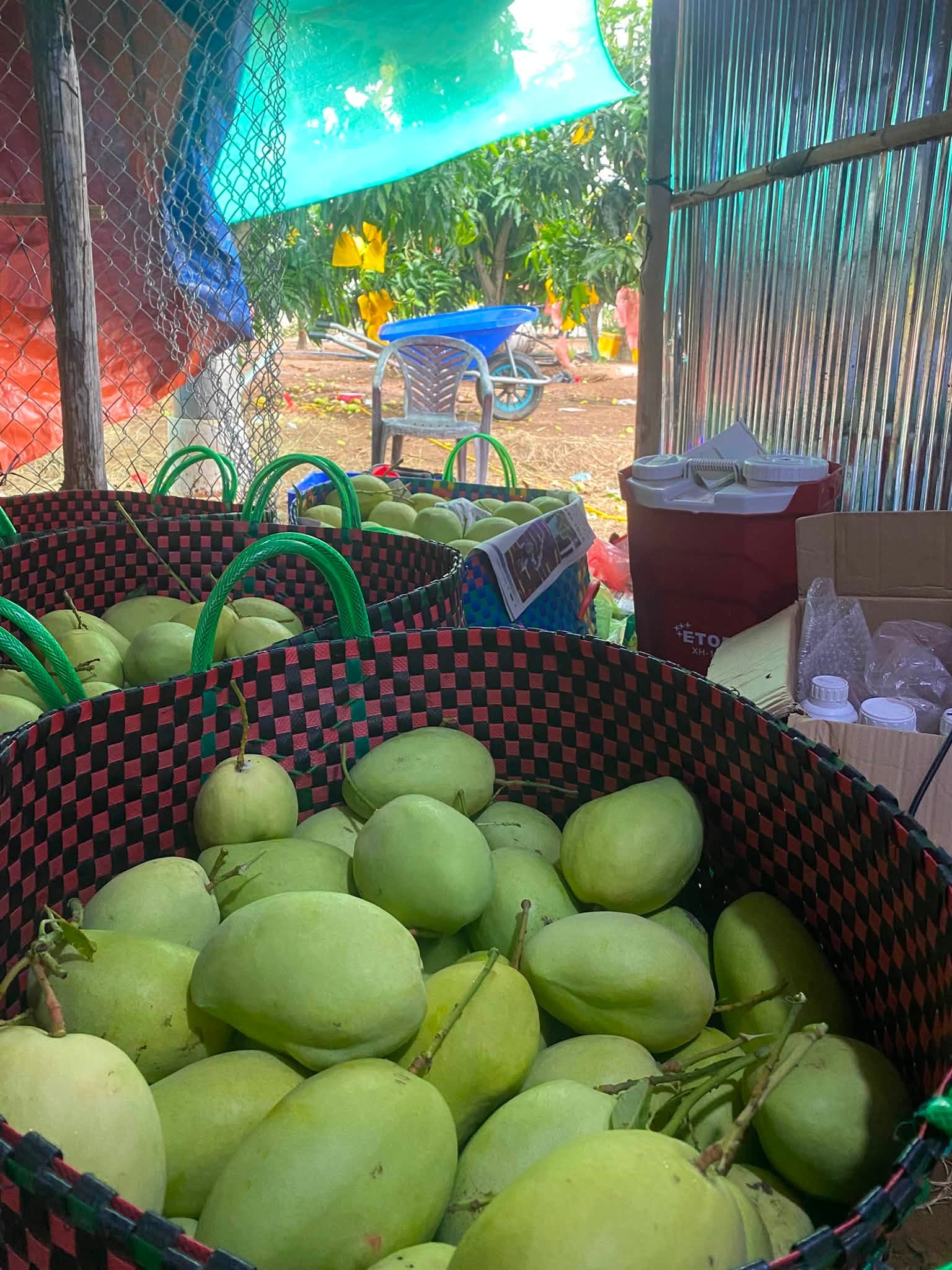 xoài cát hòa lộc