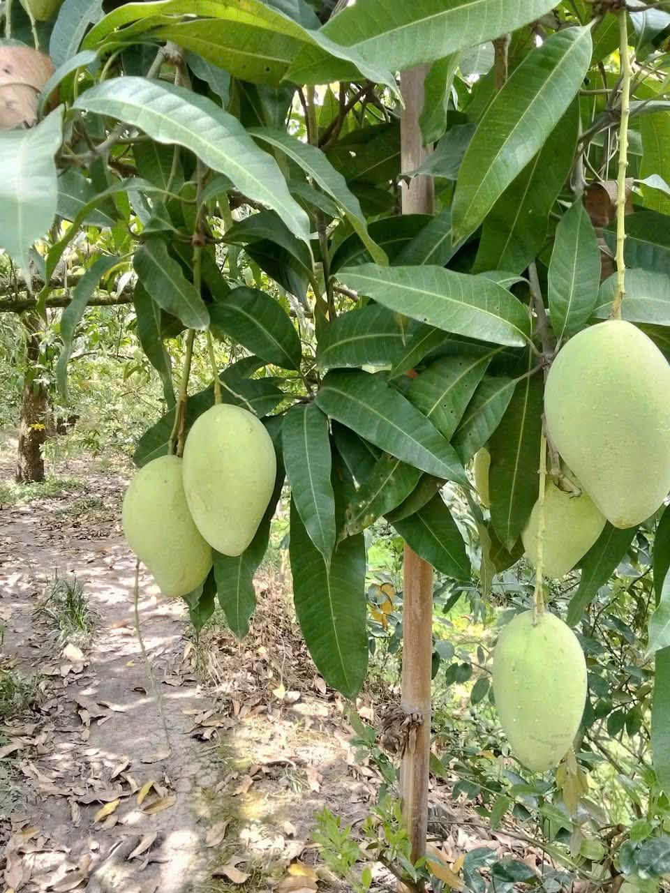 giá xoài nhiệt đới