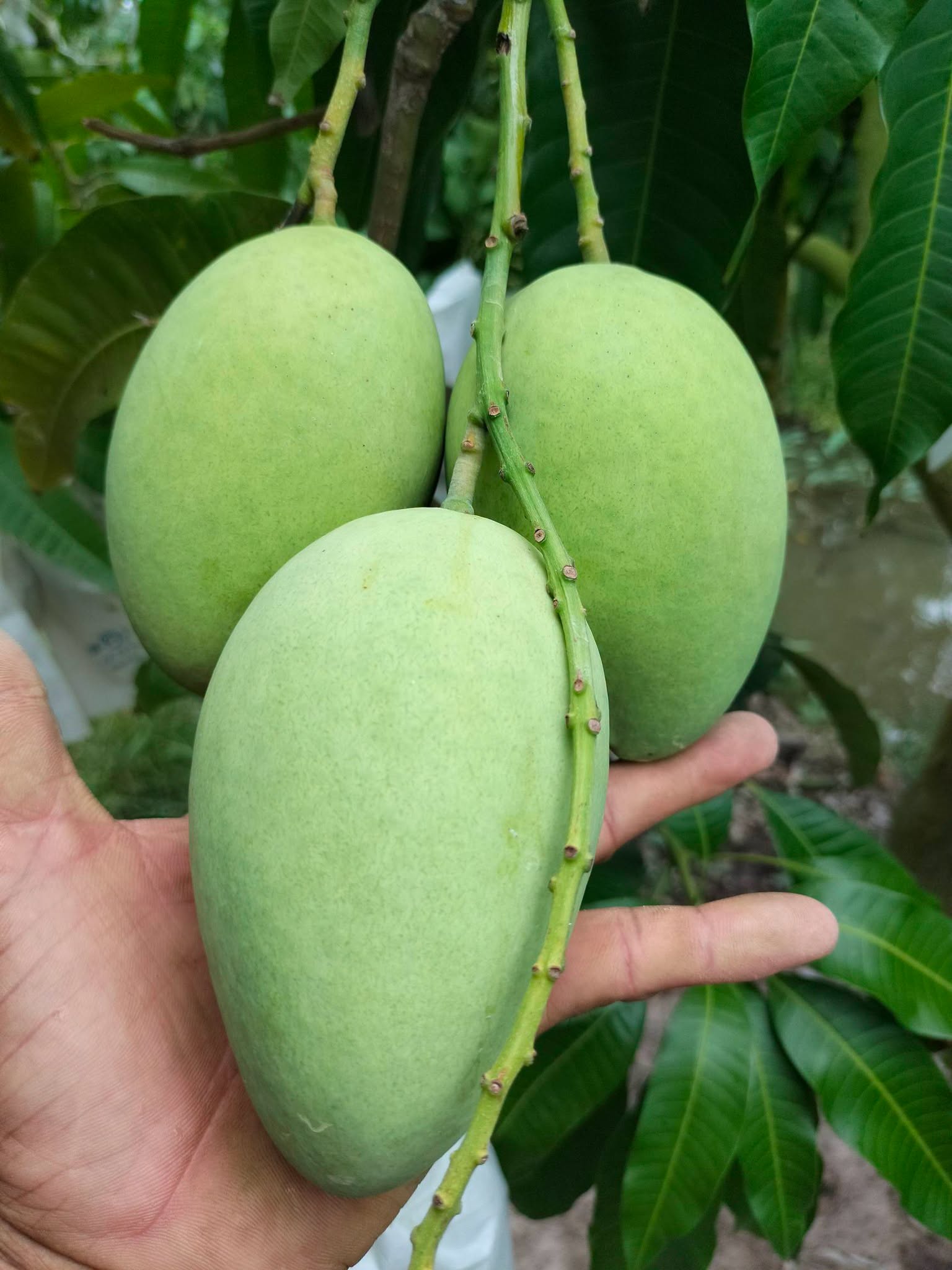 giá xoài nhiệt đới