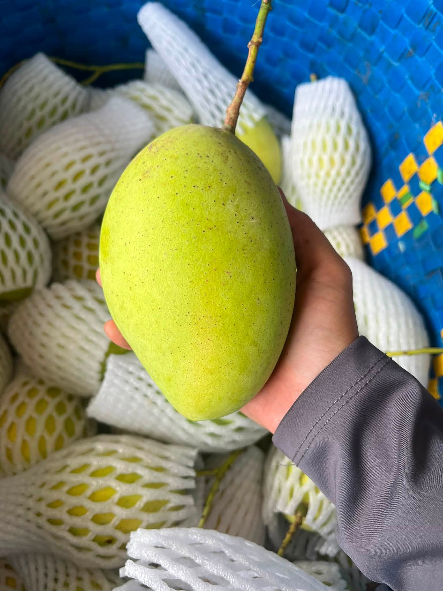 xoài cát hòa lộc