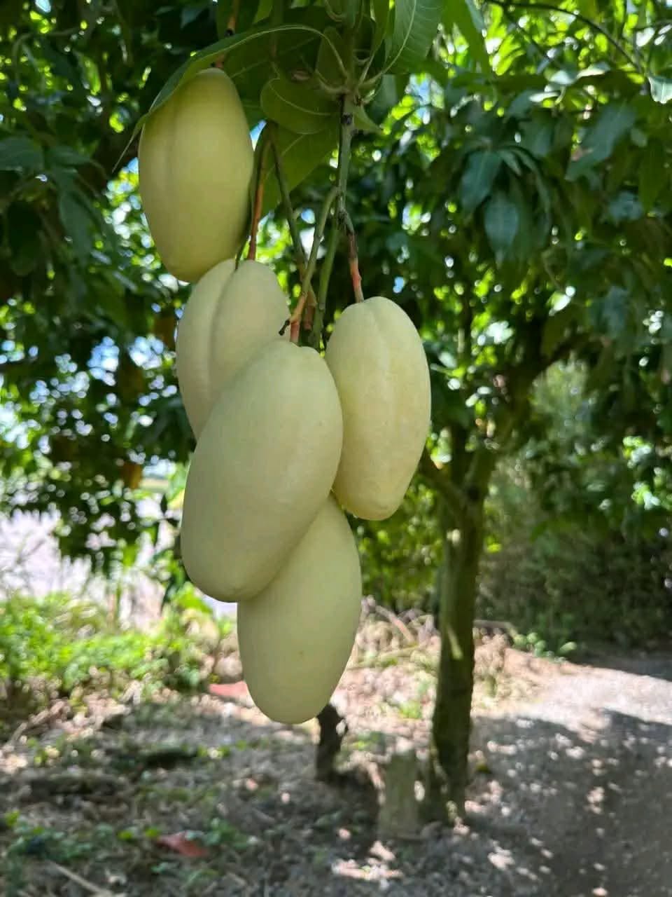giá xoài nhiệt đới