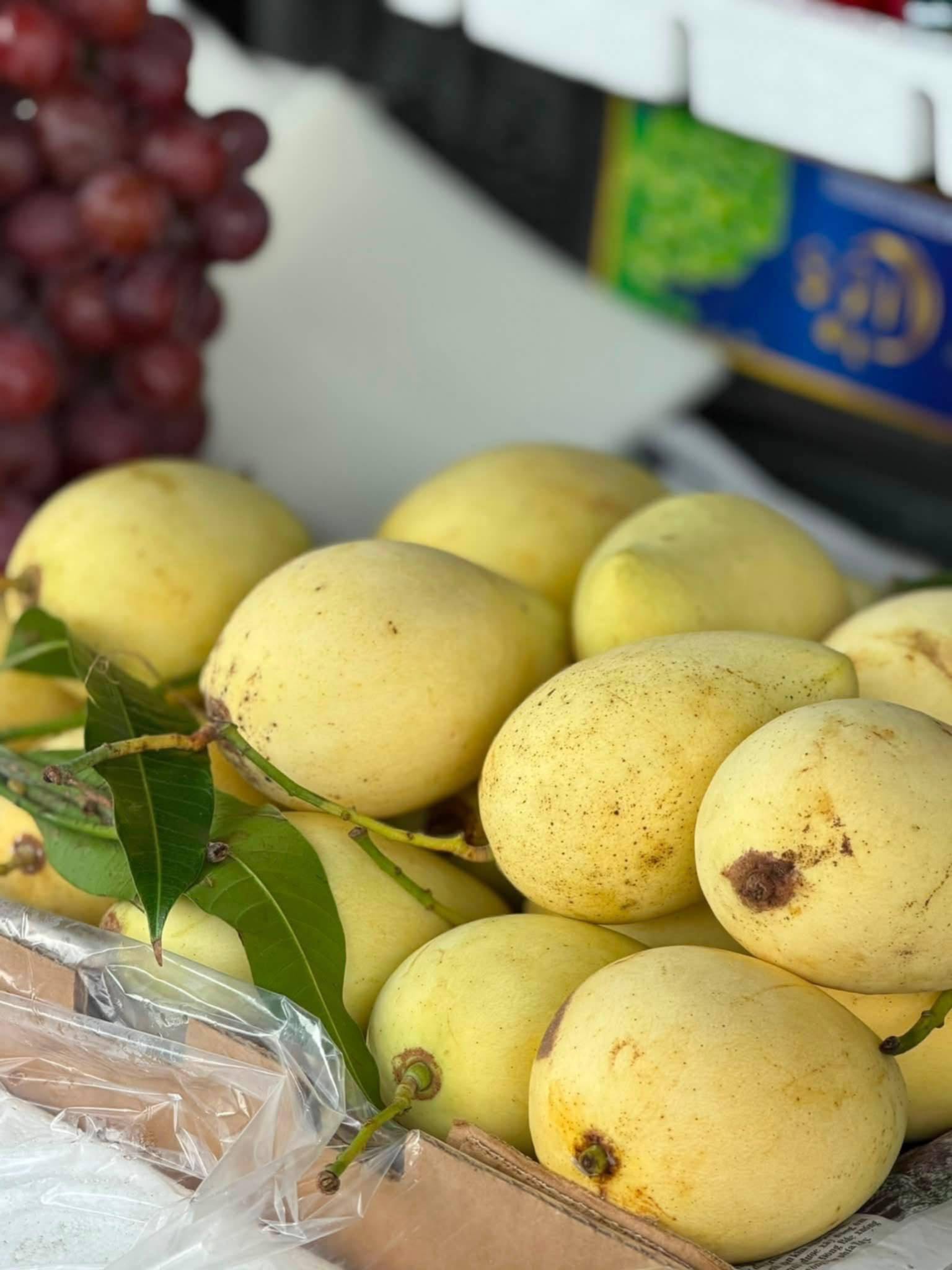 giá xoài nhiệt đới
