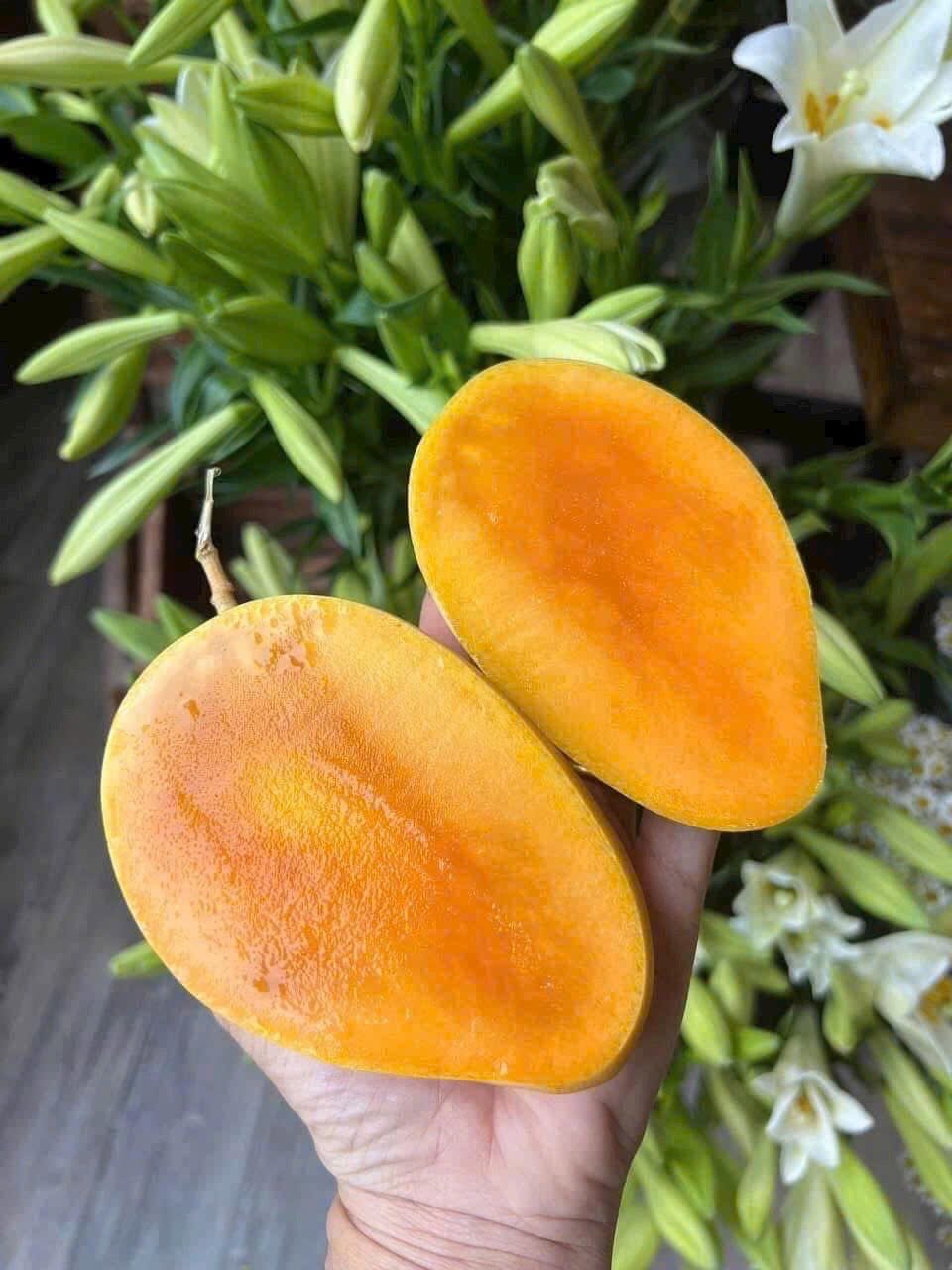giá xoài nhiệt đới