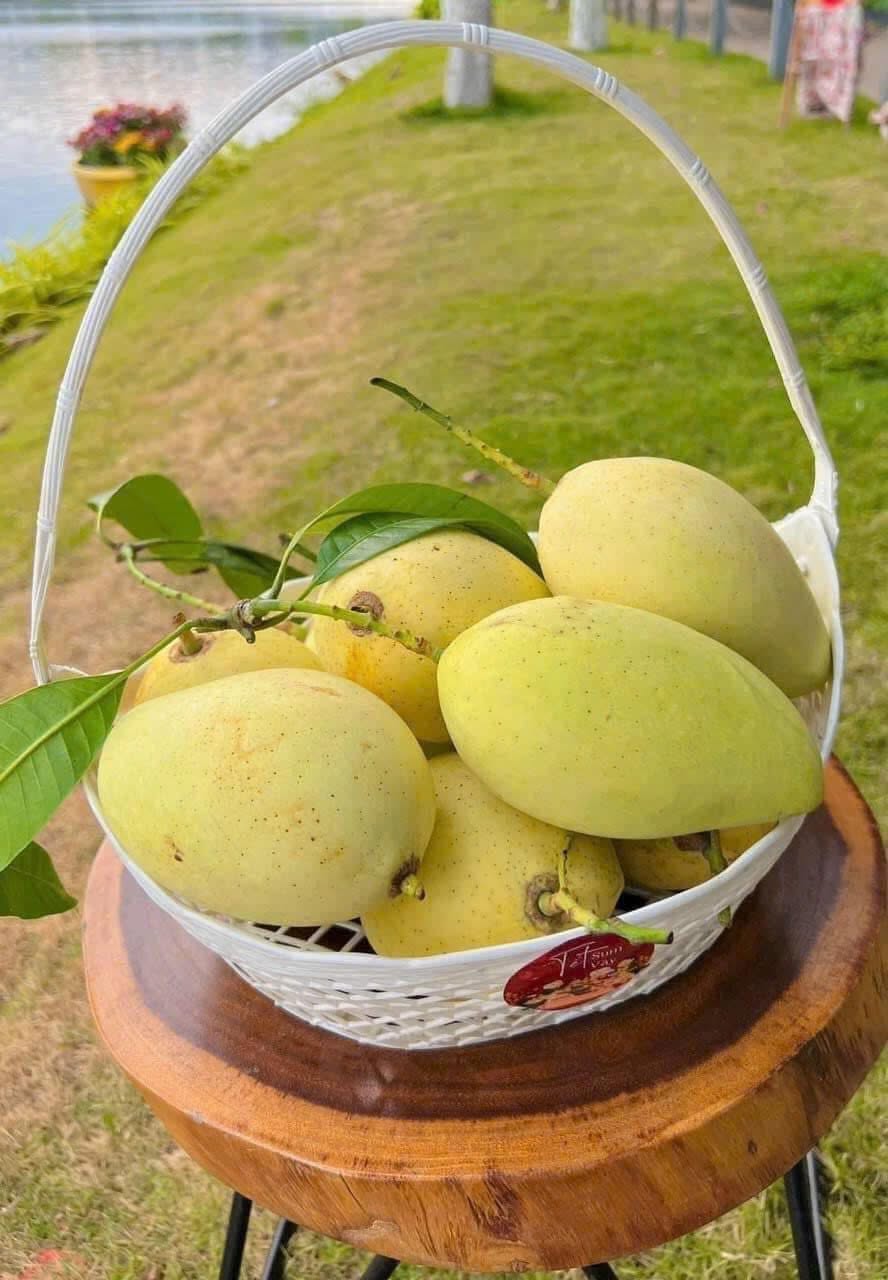 giá xoài nhiệt đới