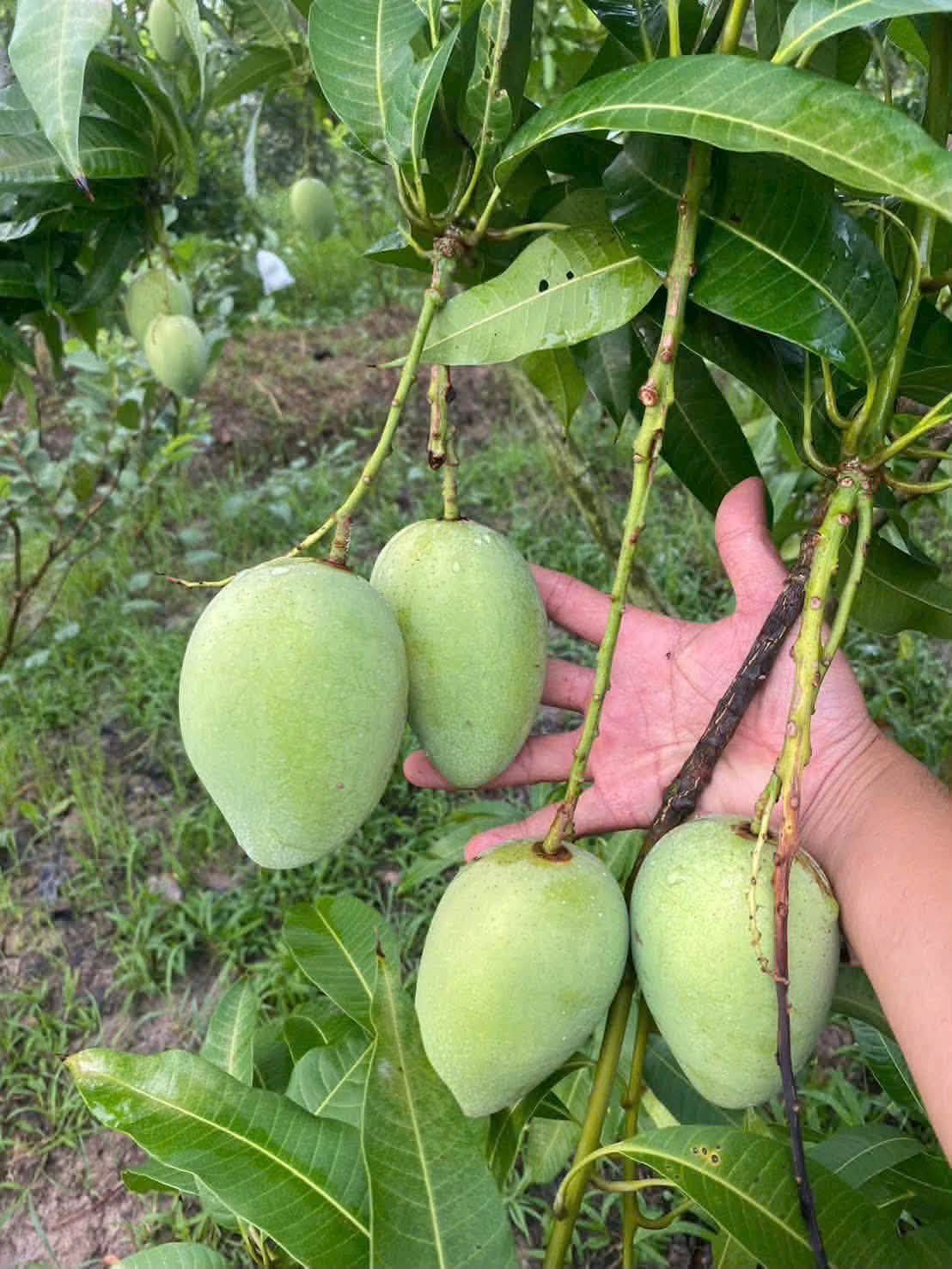 xoài keo