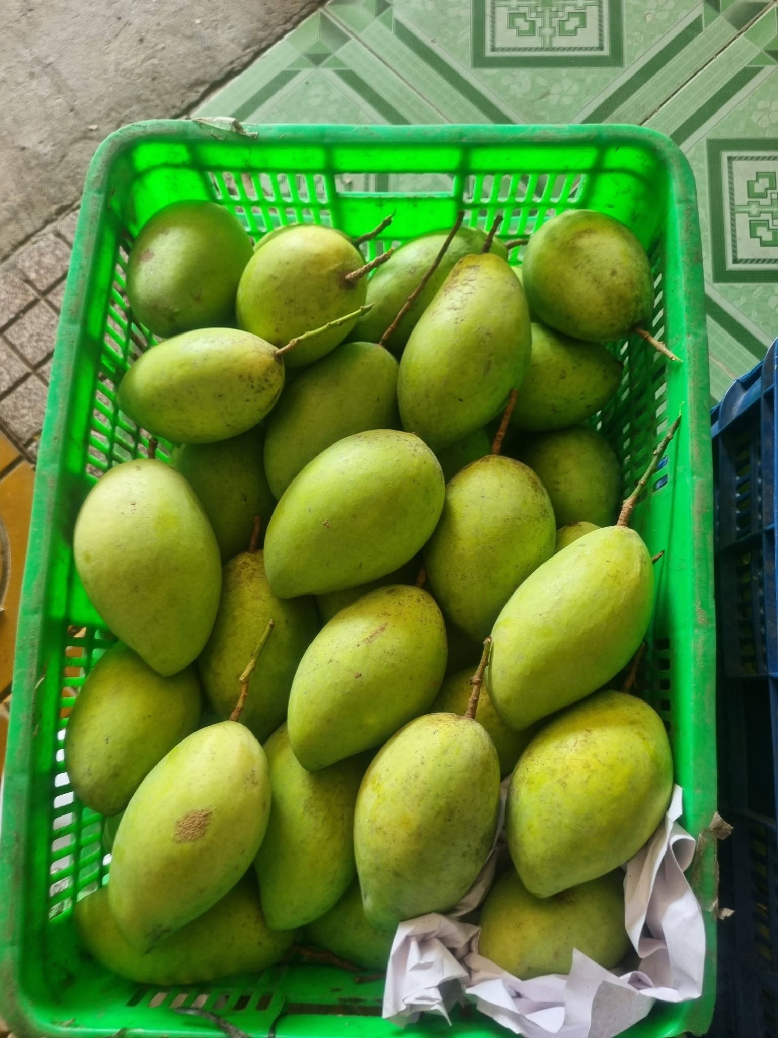 xoài cát hòa lộc